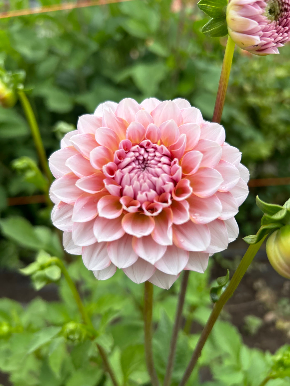 Blushing Swede