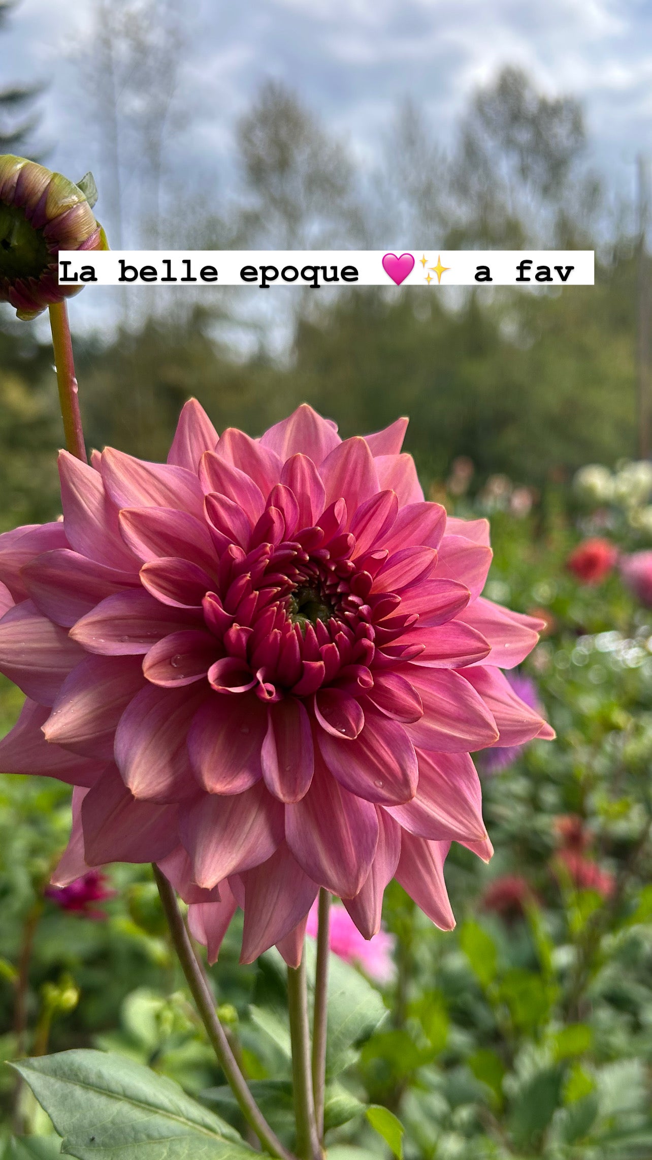 Fall Shipped Rooted Dahlia Cutting- La Belle Epoque