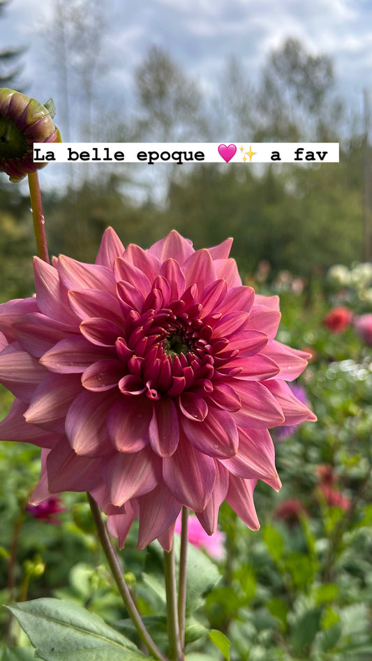 Fall Shipped Rooted Dahlia Cutting- La Belle Epoque