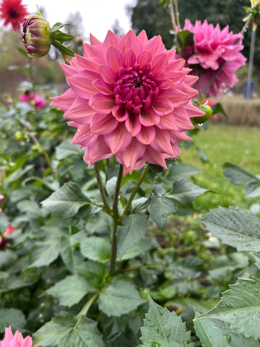 Fall Shipped Rooted Dahlia Cutting- La Belle Epoque