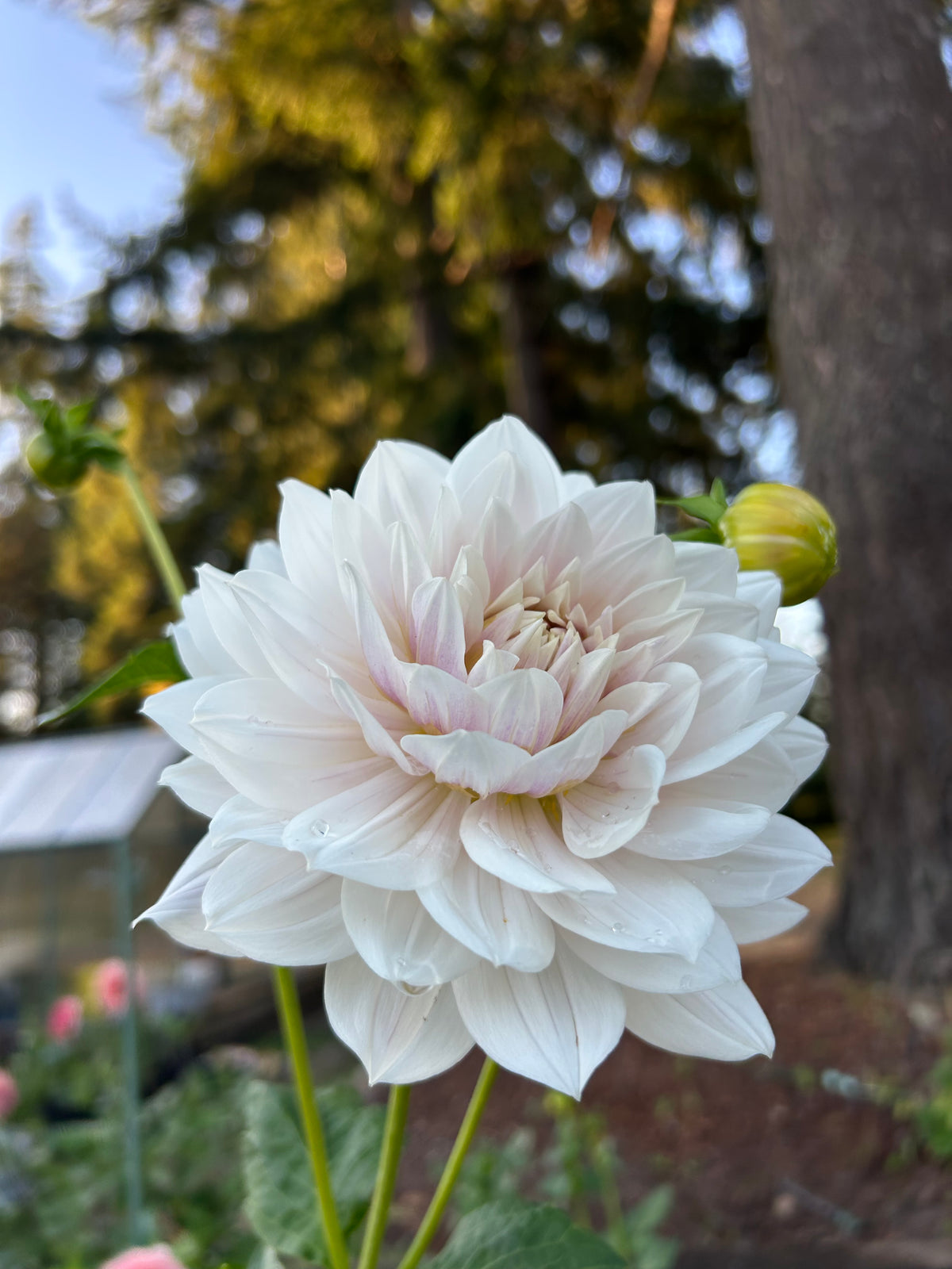 Hollyhill Snowqueen