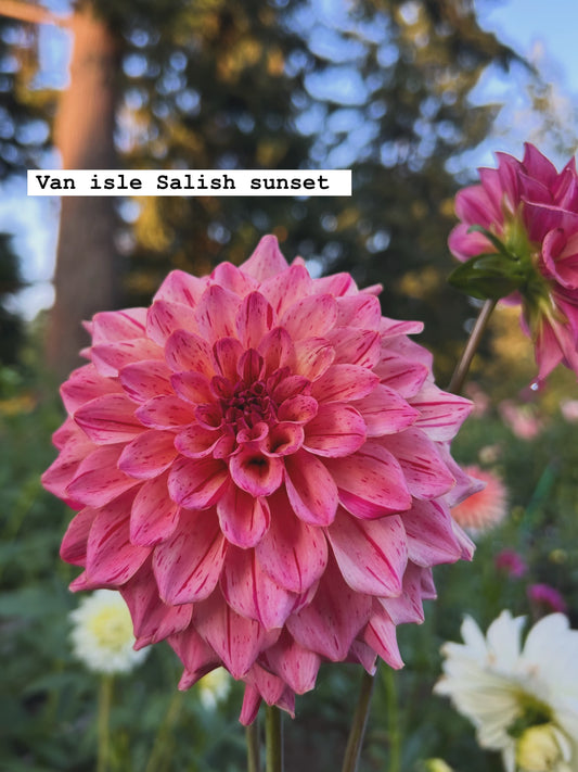 Van Isle Salish Sunset