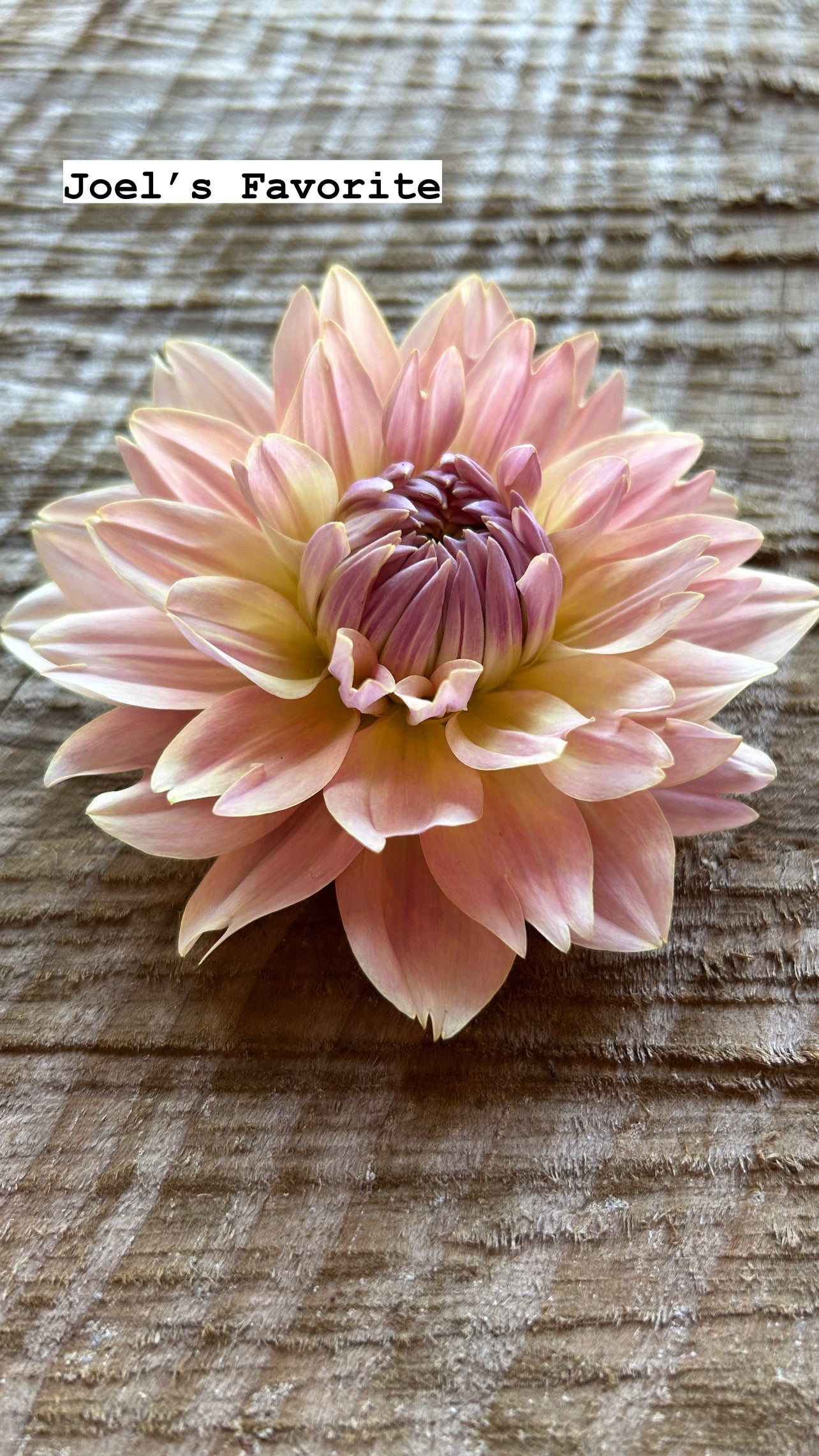 Fall shipped rooted dahlia cutting - Joel’s Favorite