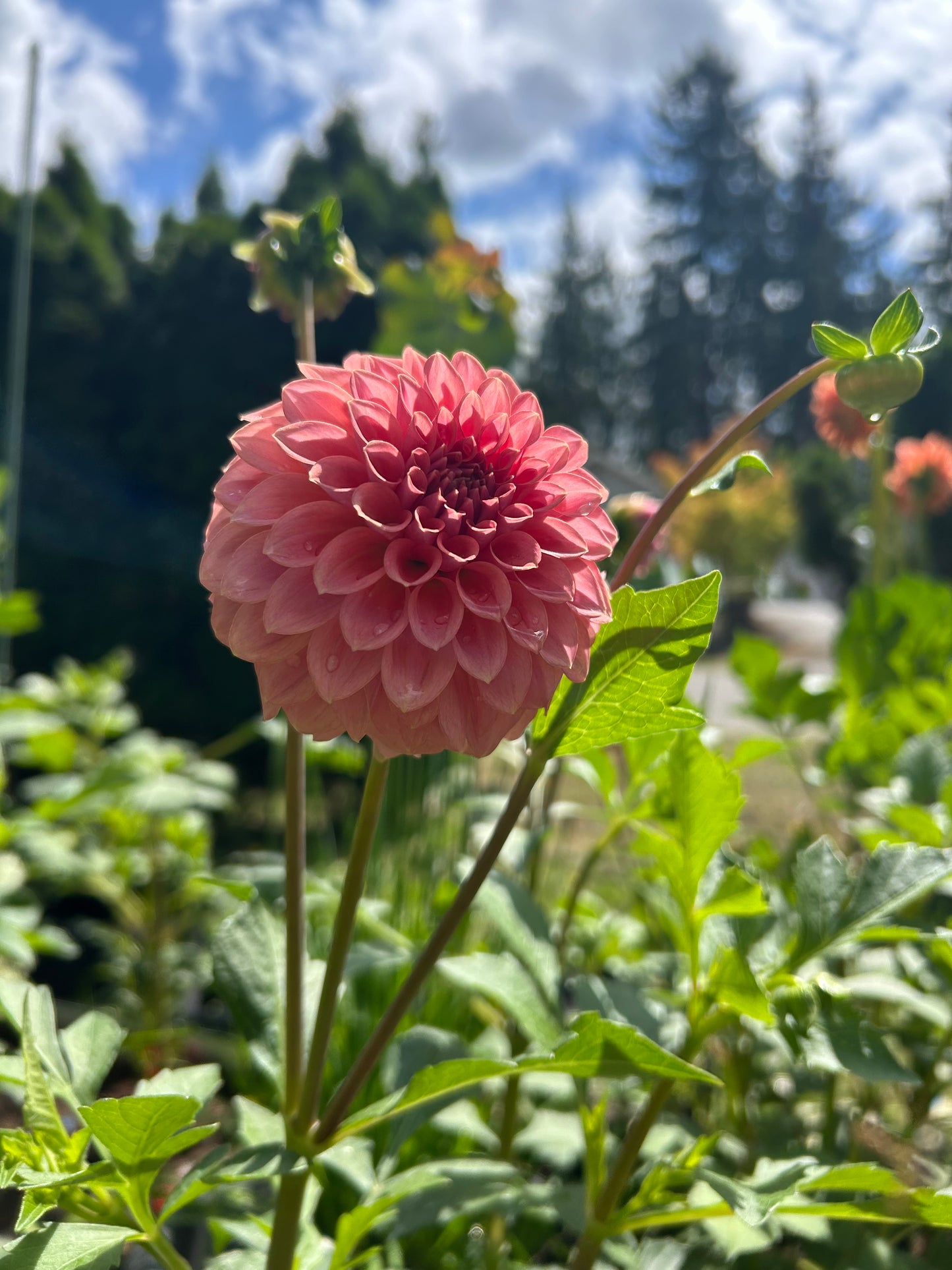 Fall shipped rooted dahlia cutting - Levi’s Blue smoke