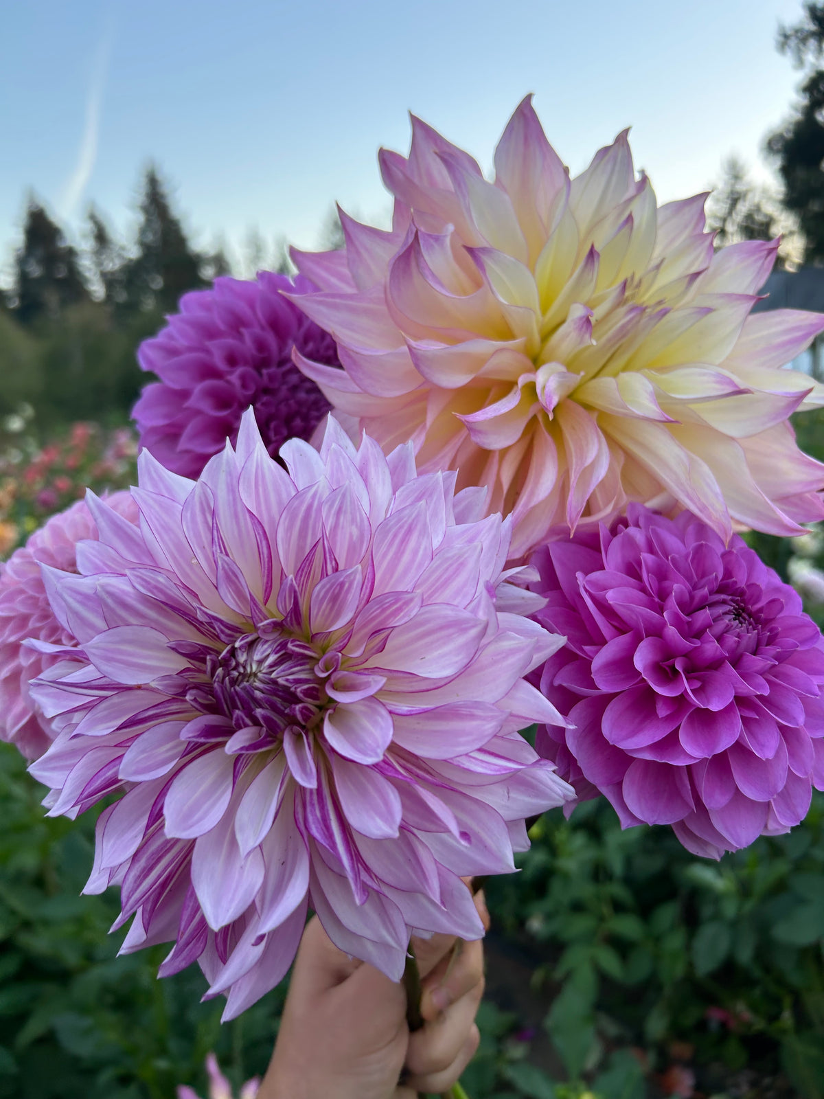 Garden Of Love