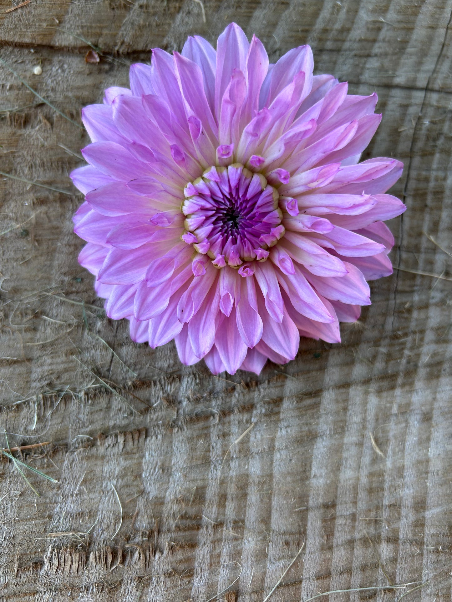 Lees Flute Loop Lavender