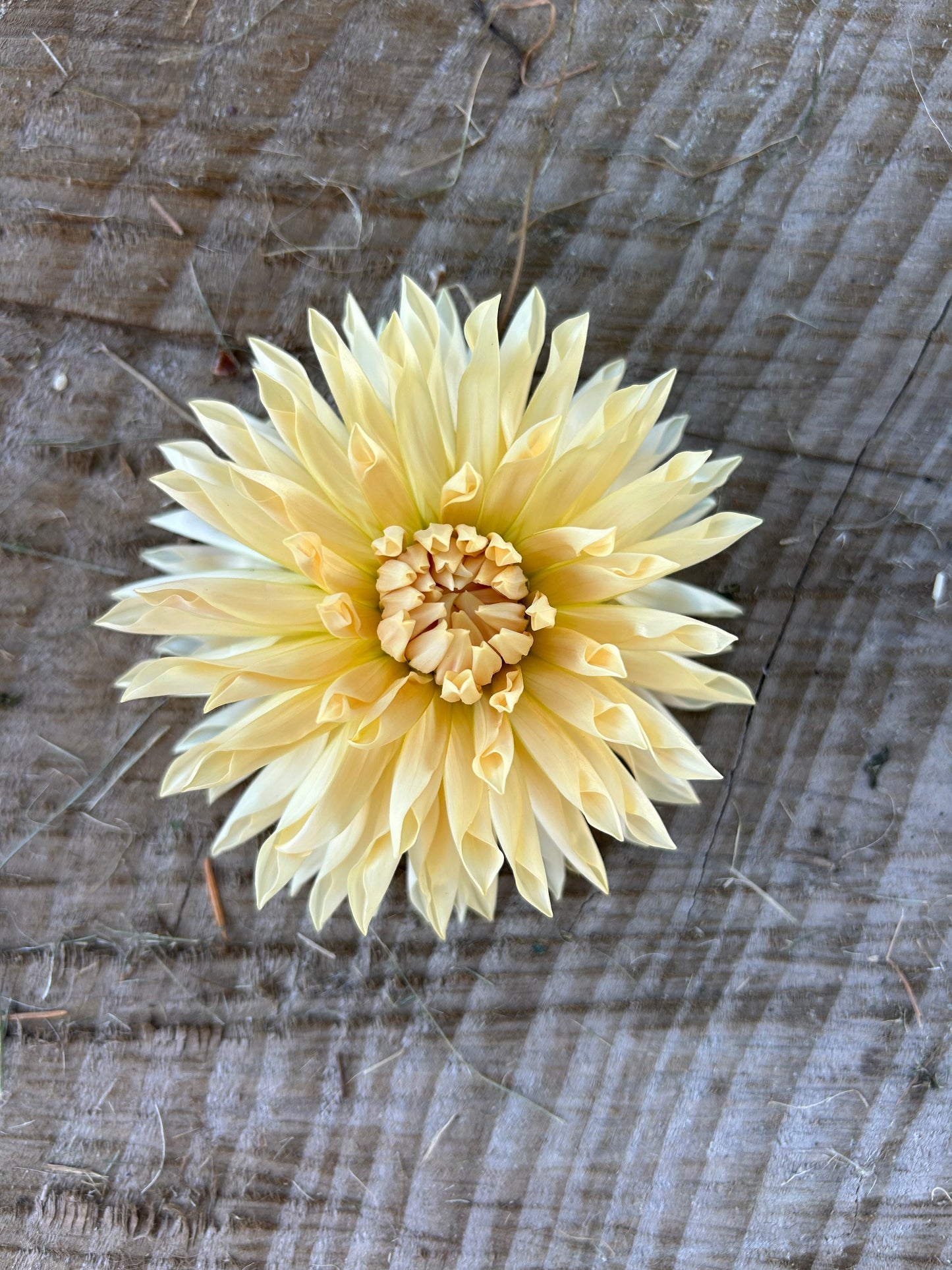 Cafe De Paris🤍🤍