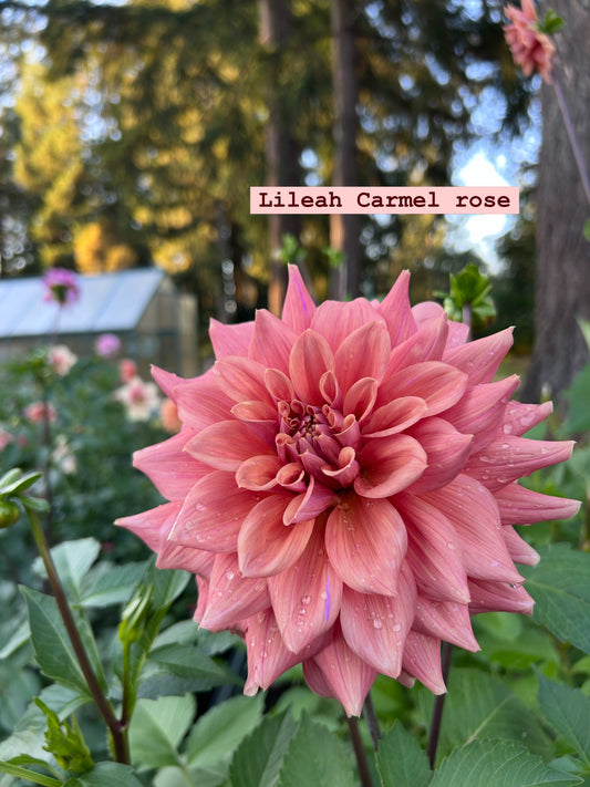 Lileah Carmel rose