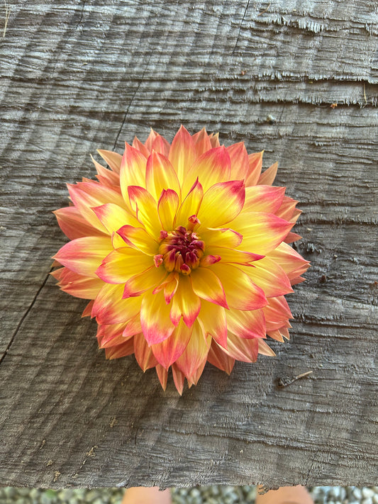 Aloa sunset queen