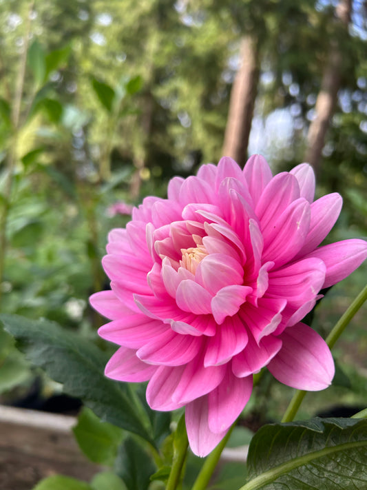 HollyHill Pink Parfait