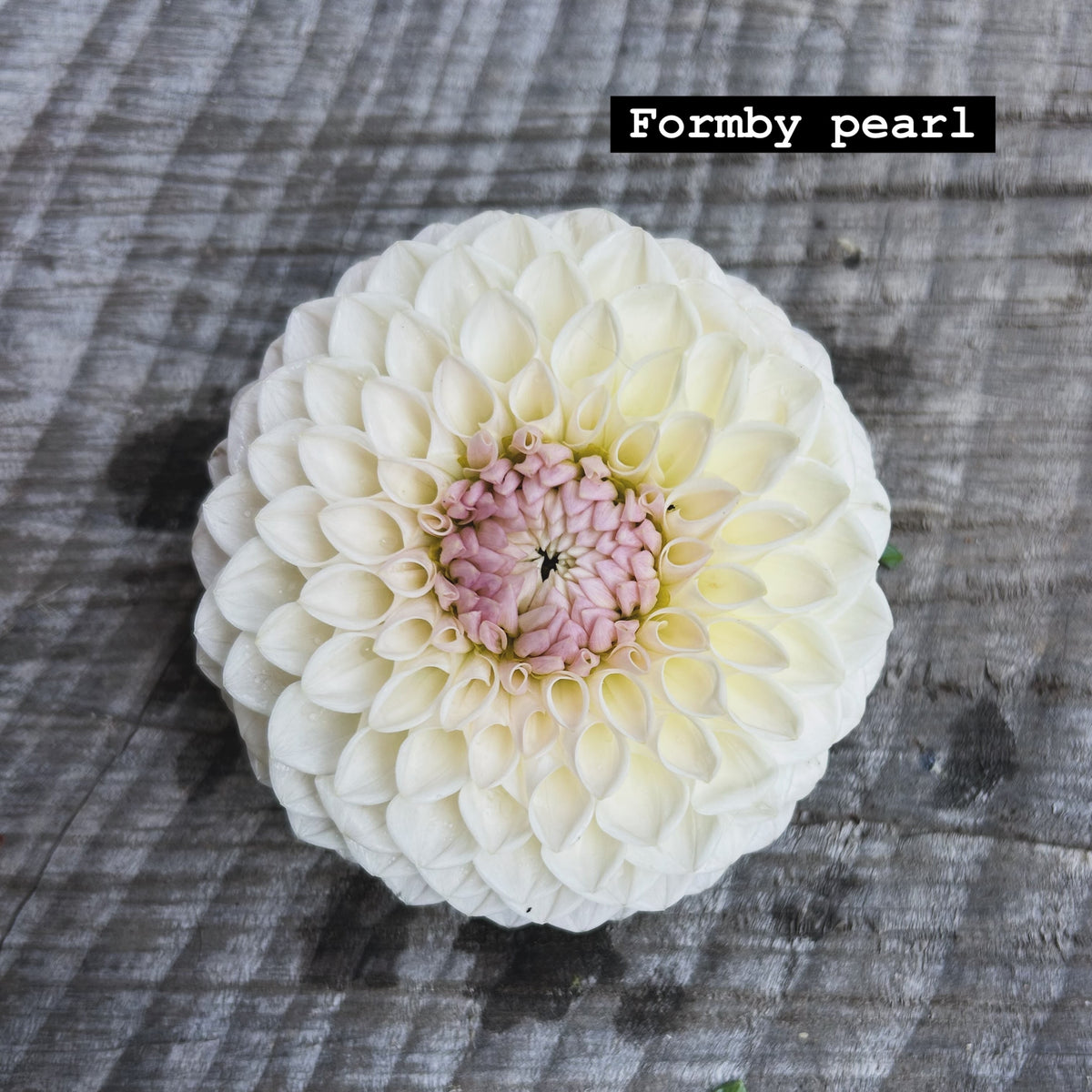 Formby Pearl