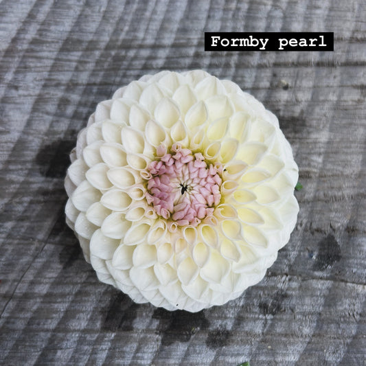 Formby Pearl