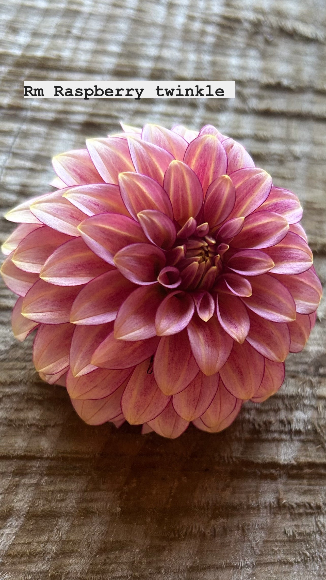 RM Raspberry Twinkle