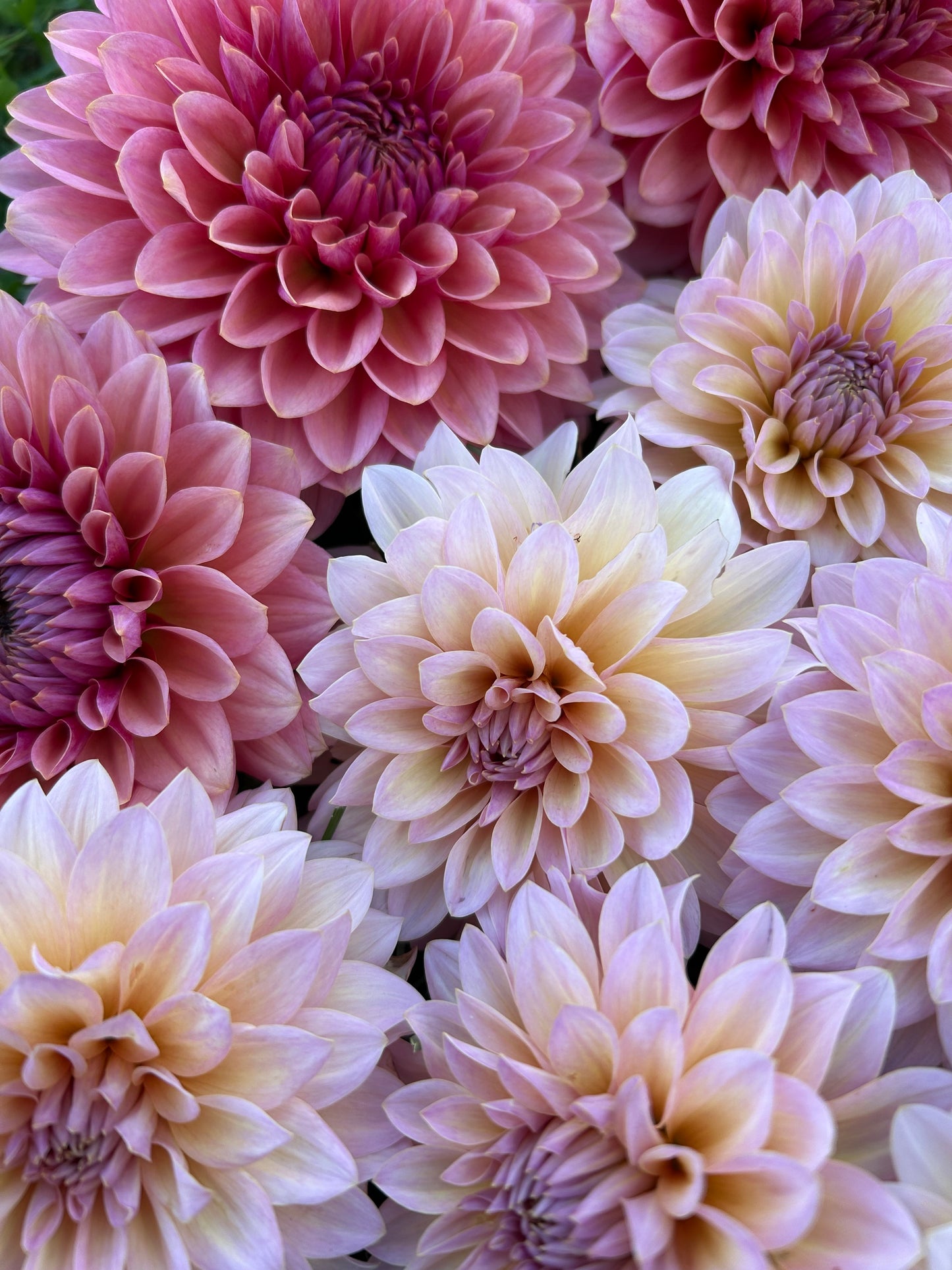 Dandelion Lanes The Special