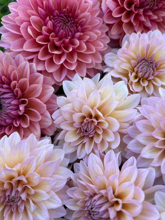 40+ hour heat pack add on