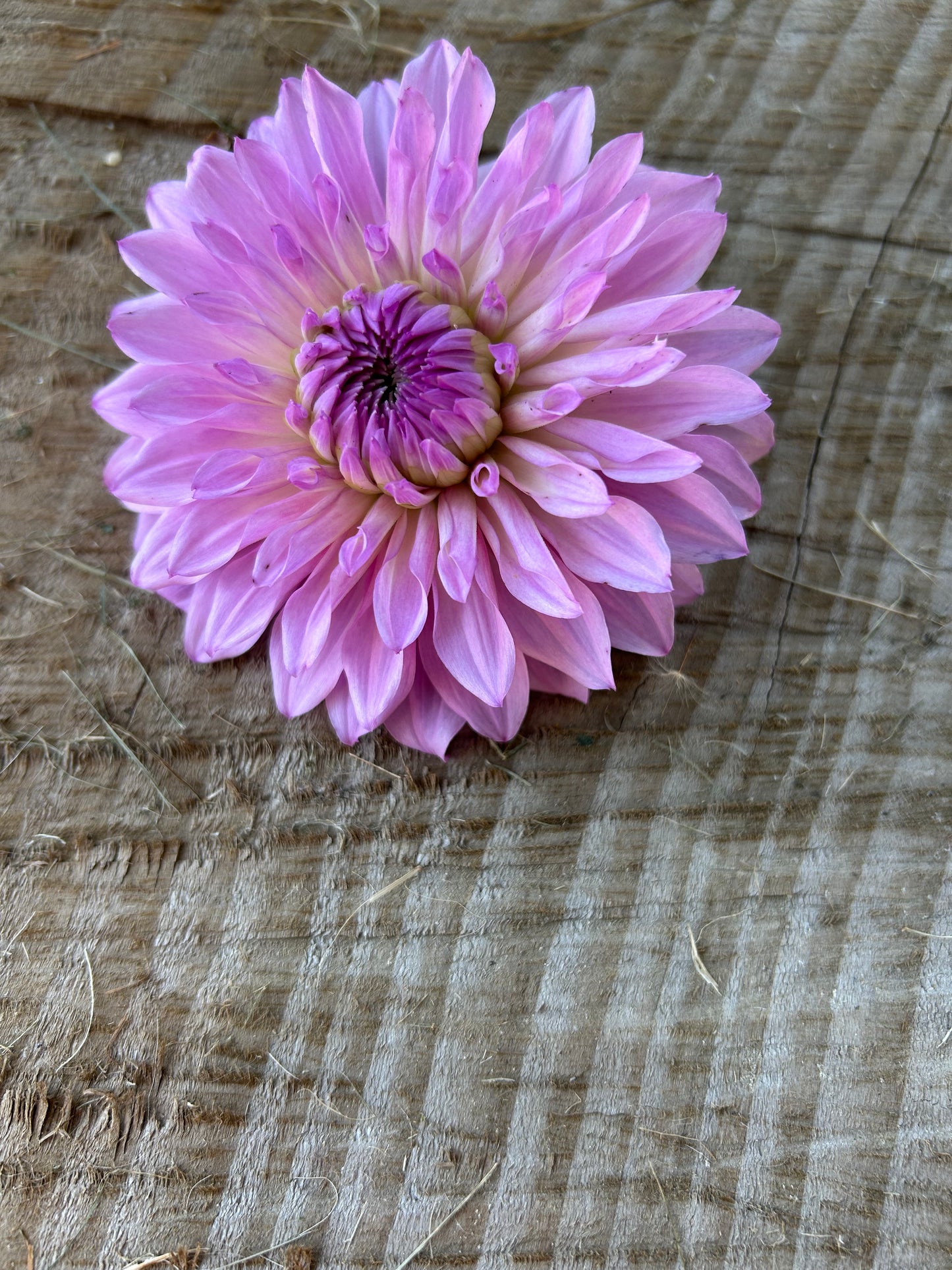 Lees Flute Loop Lavender