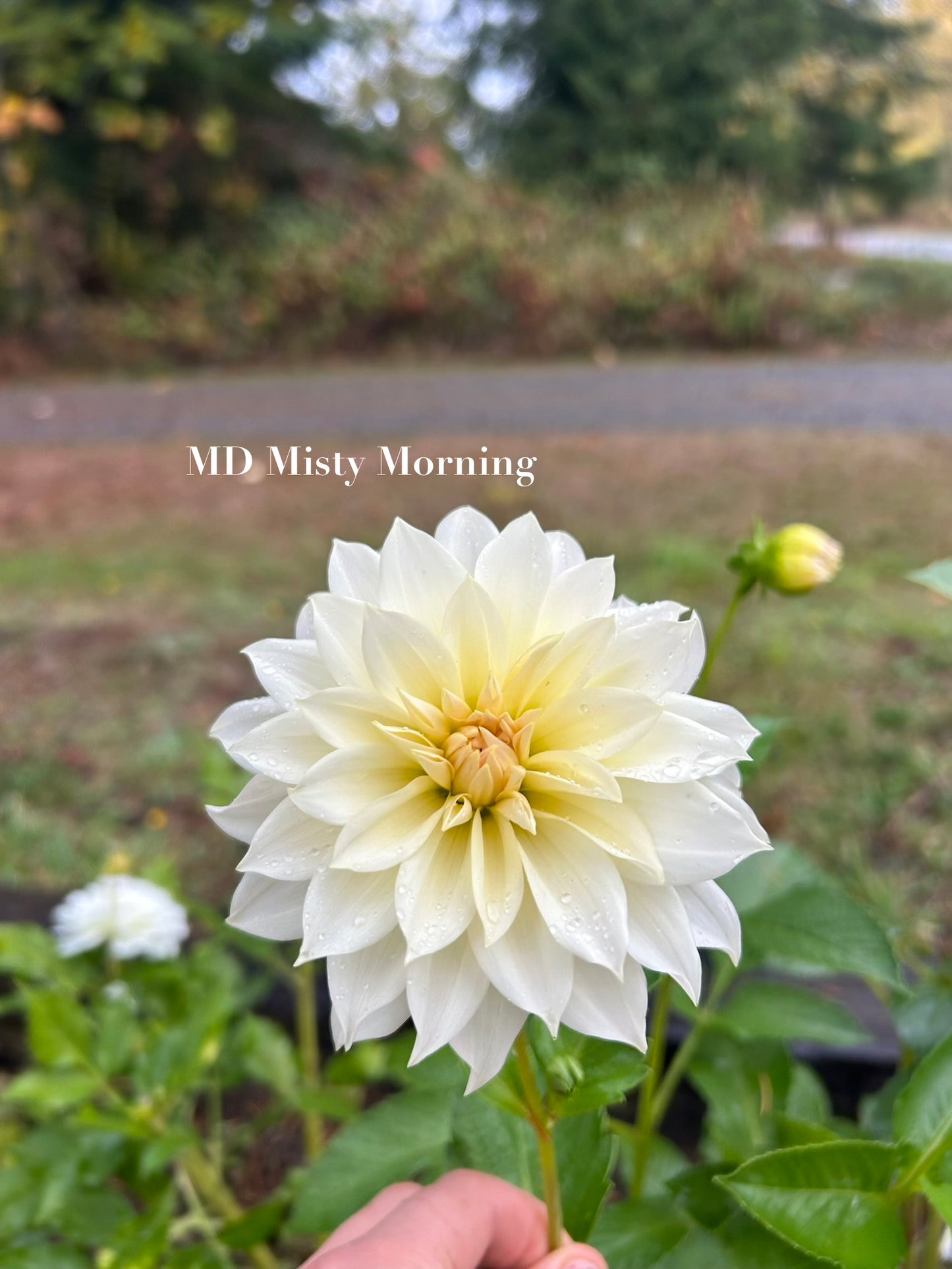 MD Misty Morning