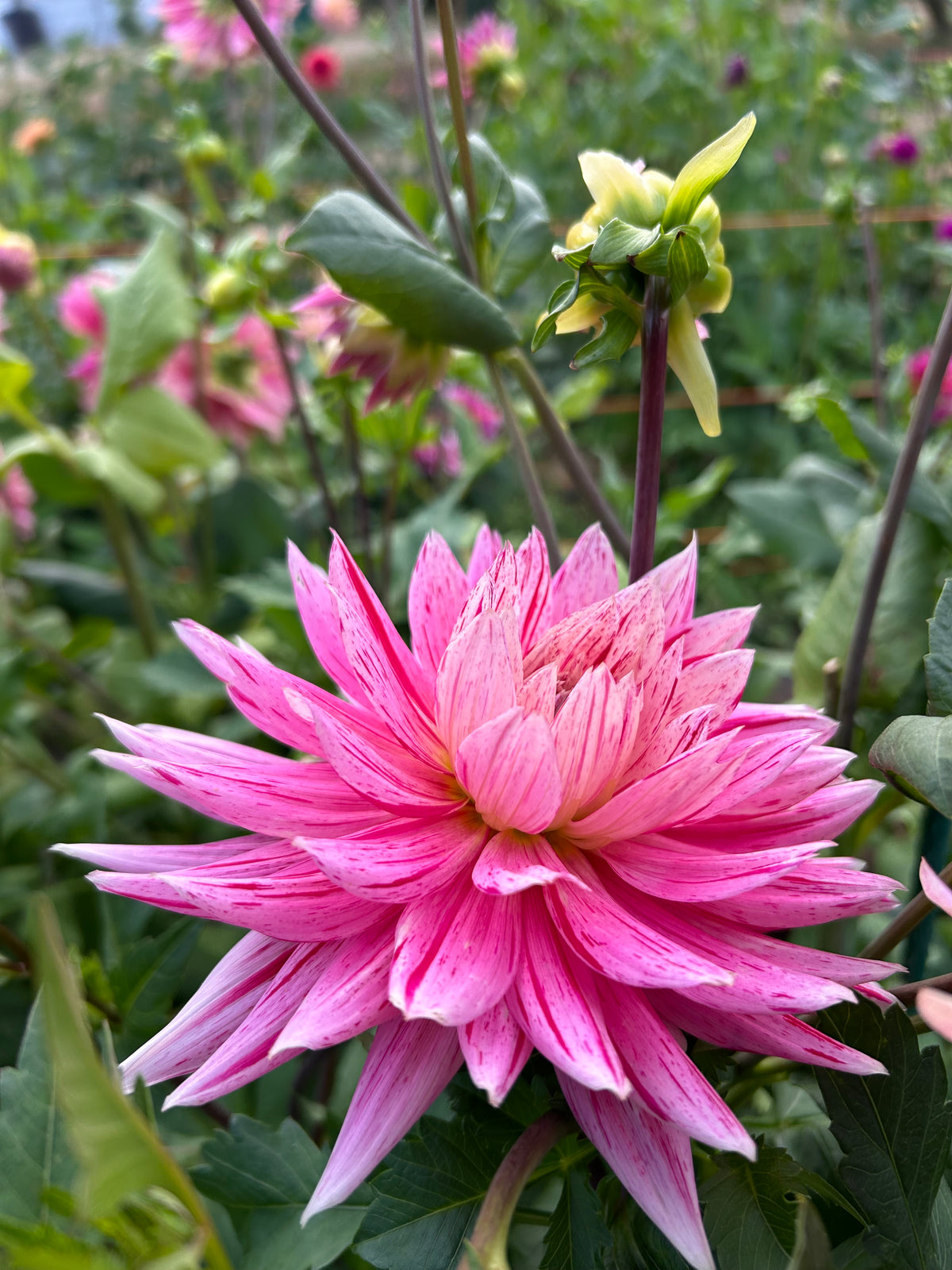 Hollyhill Lilly Anne