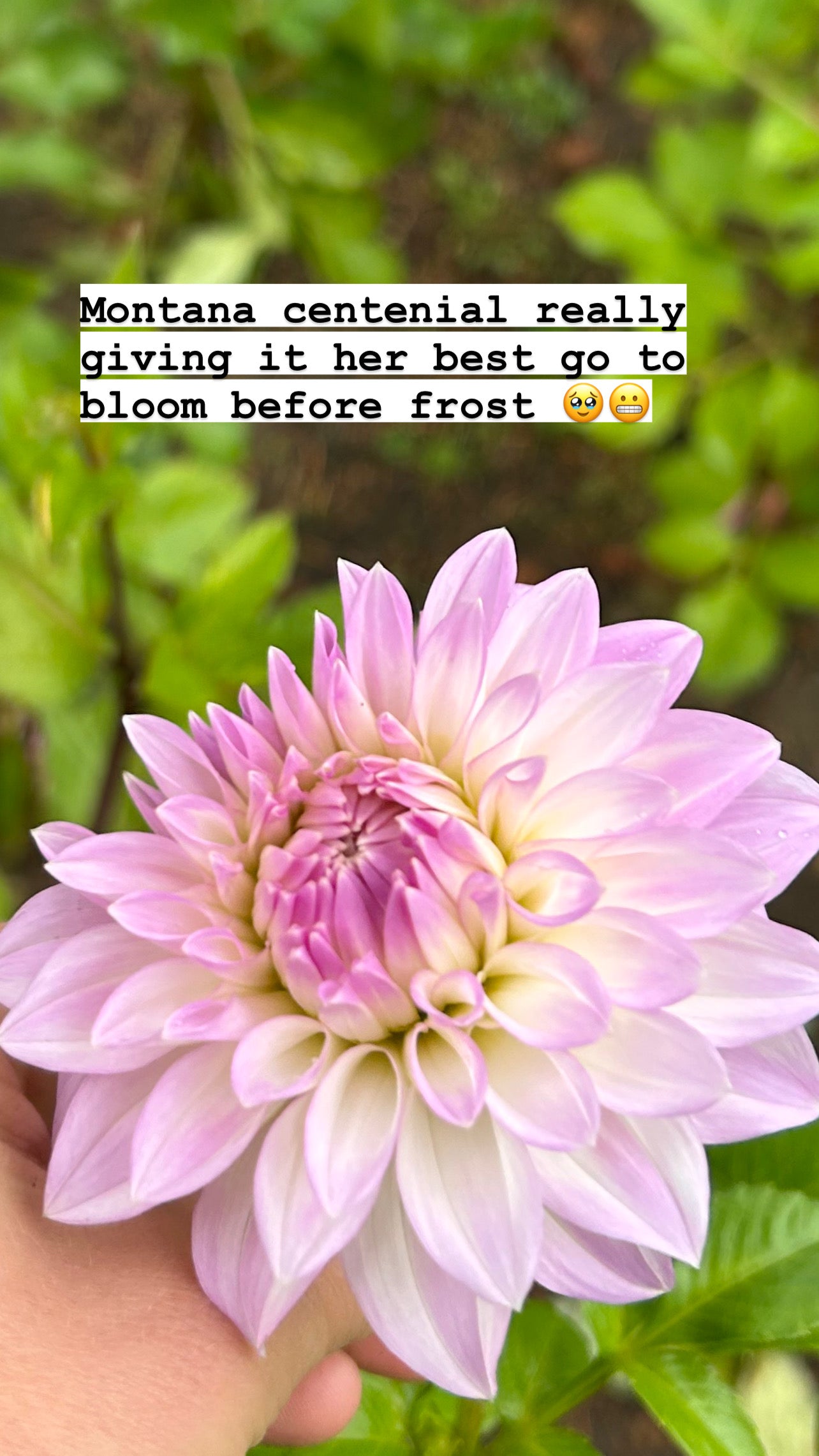 Montana Centennial