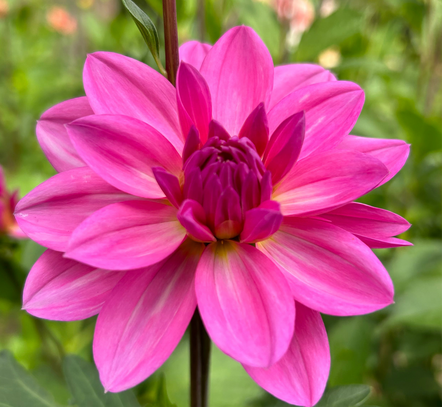 Pink Onesta Waterlily Dahlia✨A Pipers Fav✨