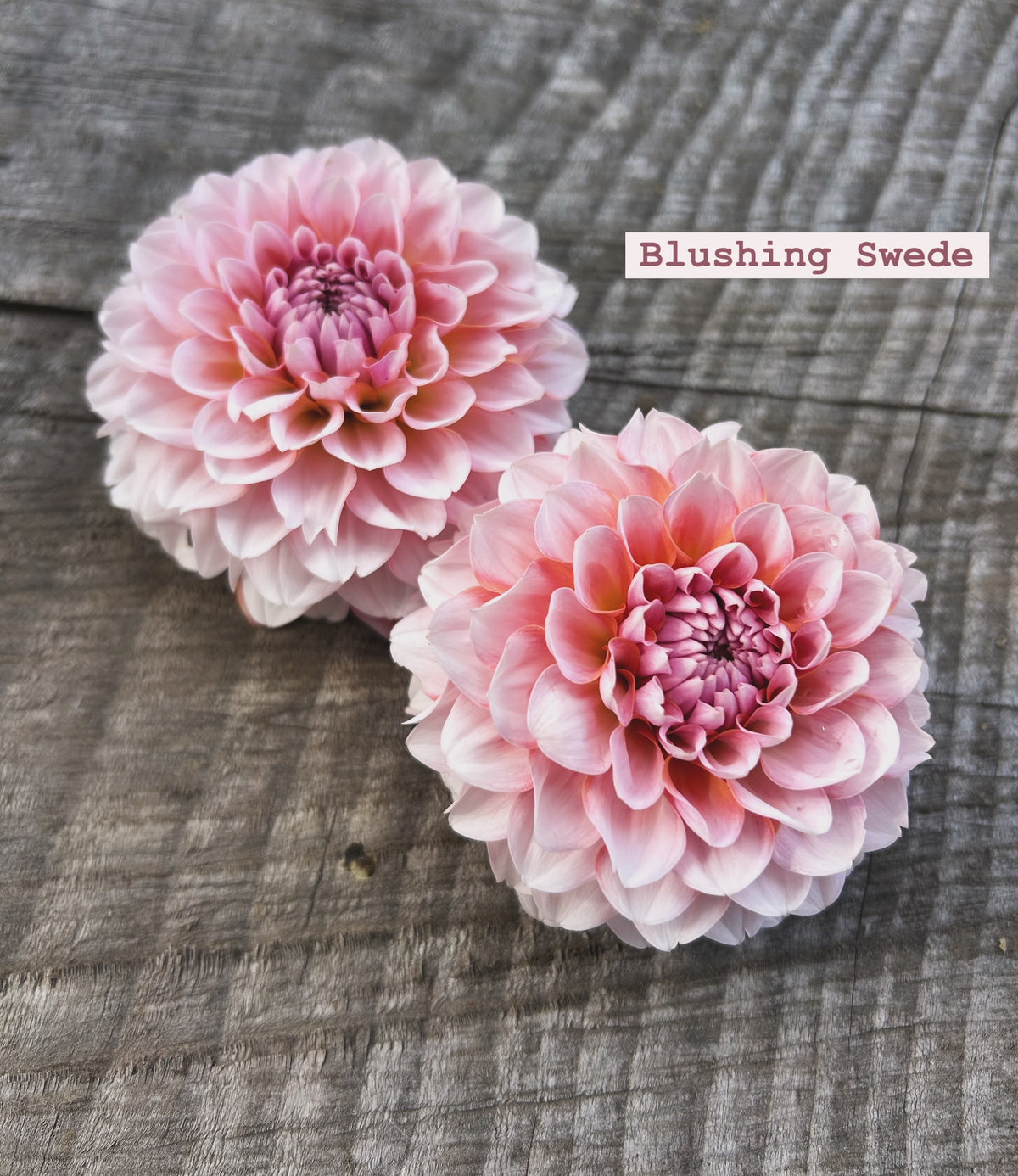 Blushing Swede