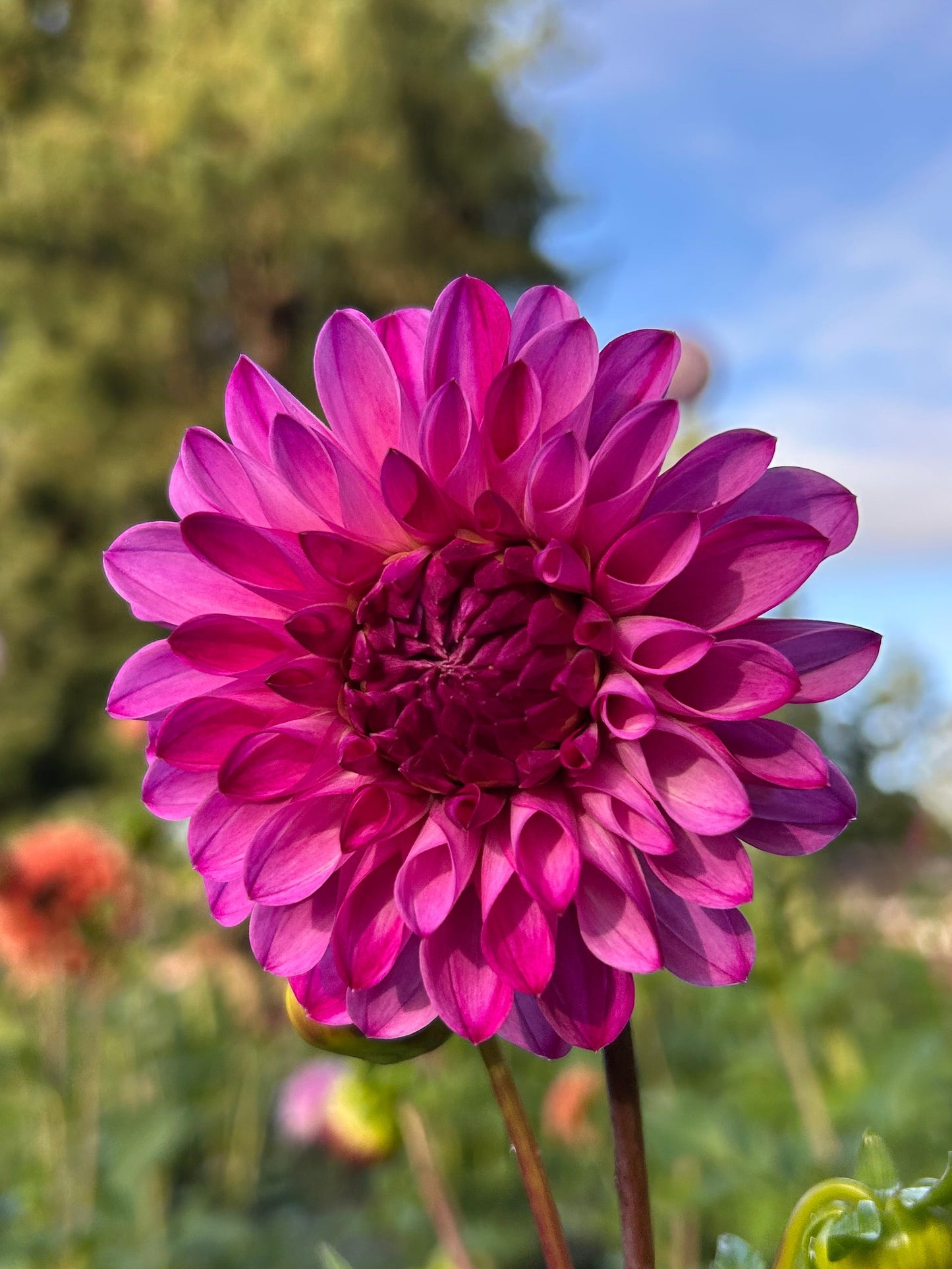 Bloomquist Vivian R