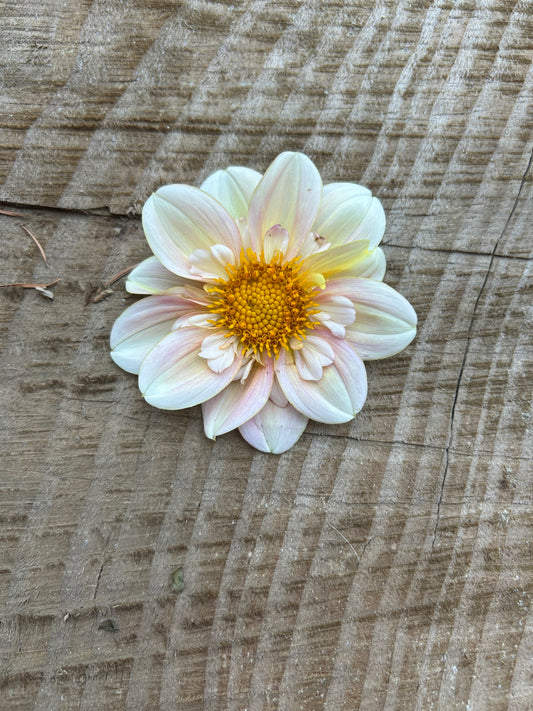 Mayberrys Peach Blossom