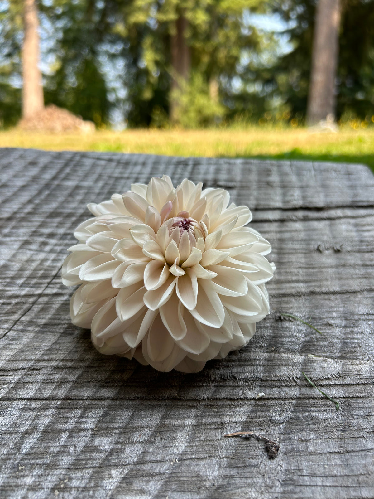 Roe pearly doll