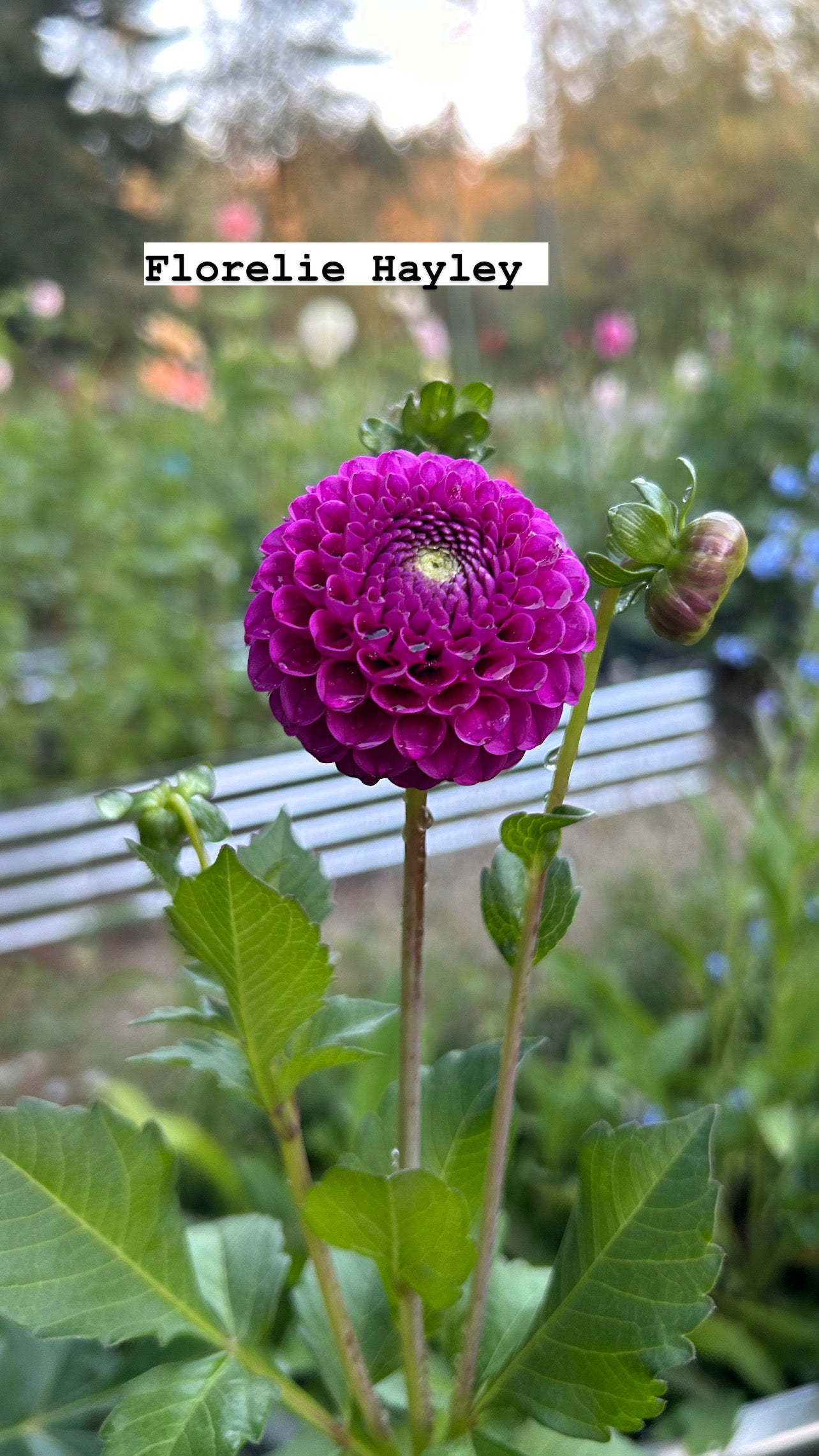 Fall Shipped Rooted Dahlia Cutting- Florelie Hayley