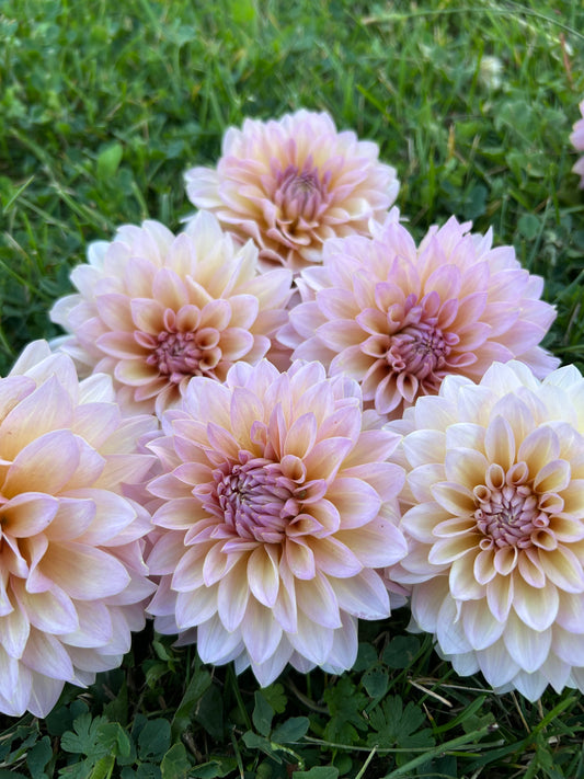 Dandelion Lanes The Special