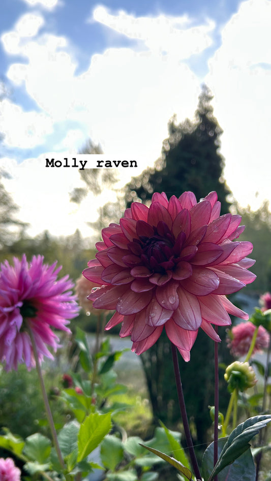 Molly Raven