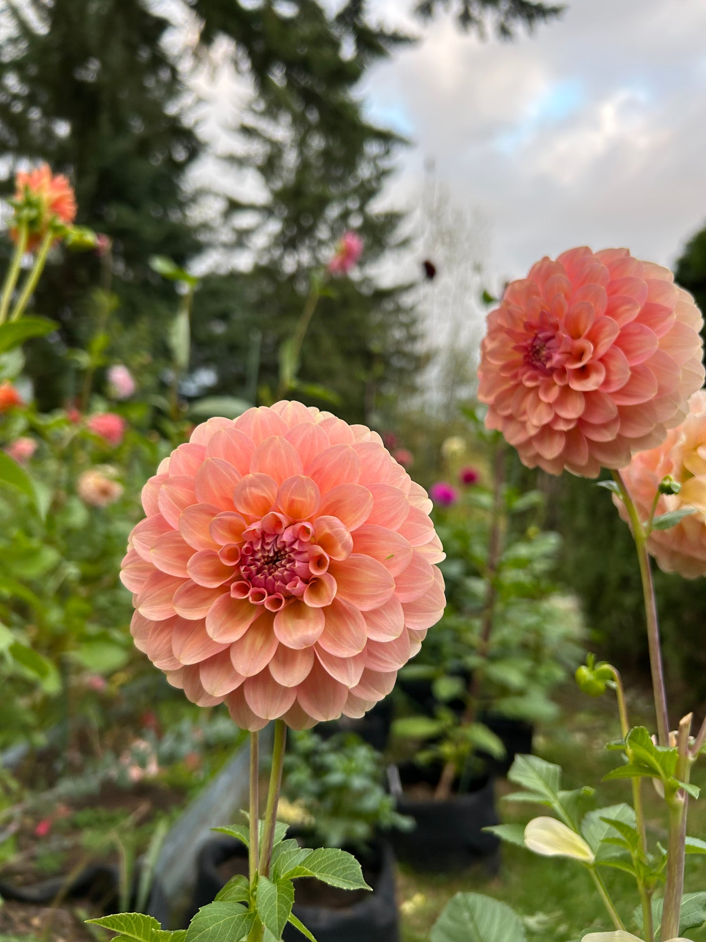 Fall shipped rooted dahlia cutting - Coorabell Jessie