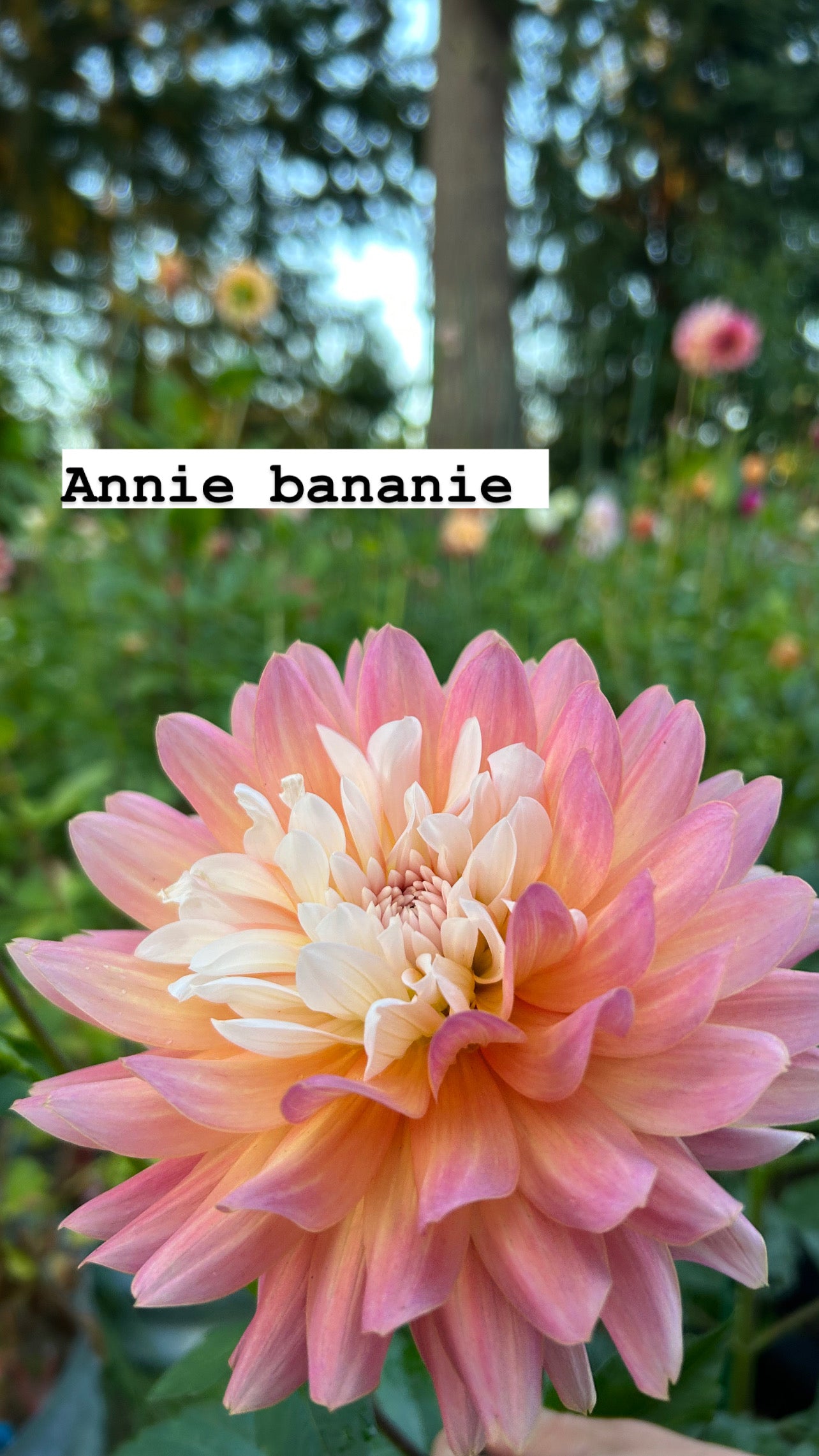 Annie Bananie