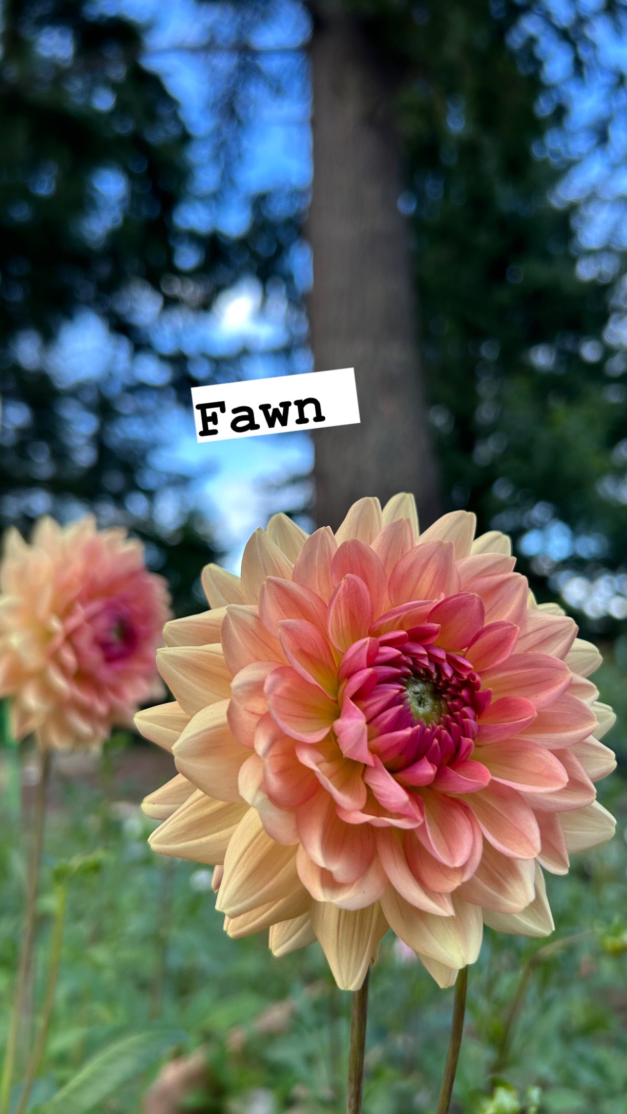 Fawn