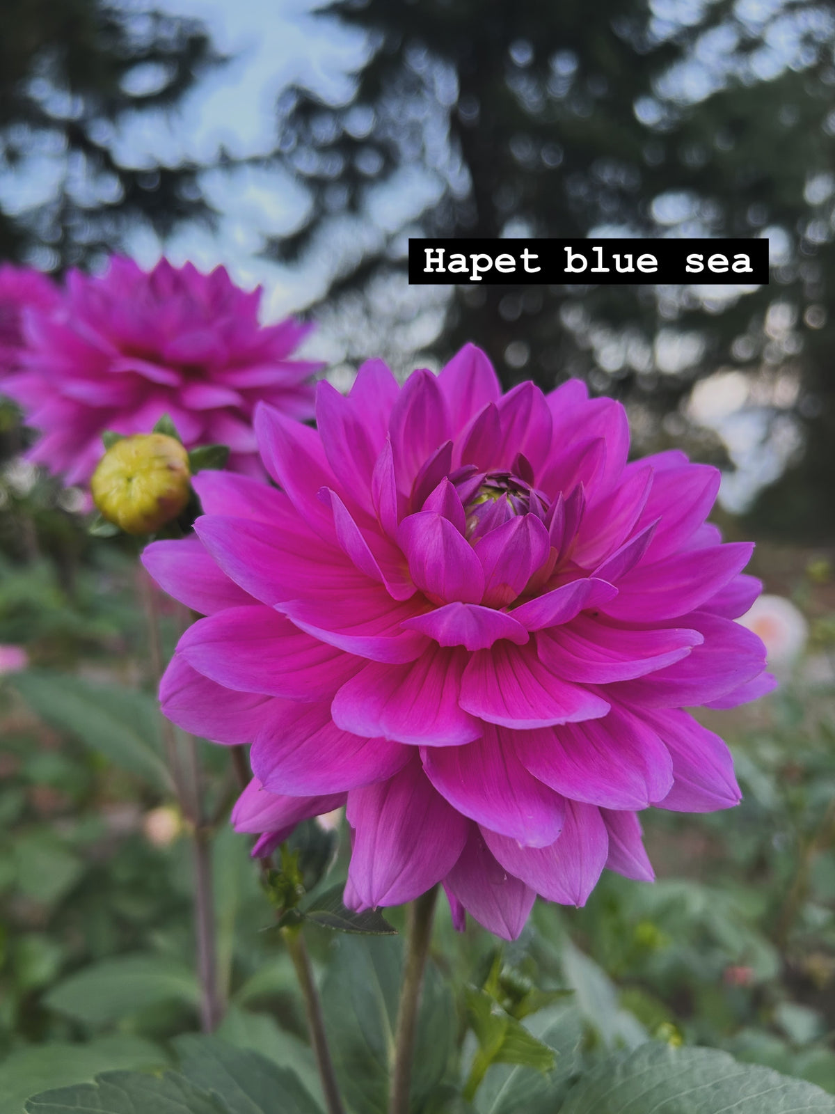 Hapet Blue Sea