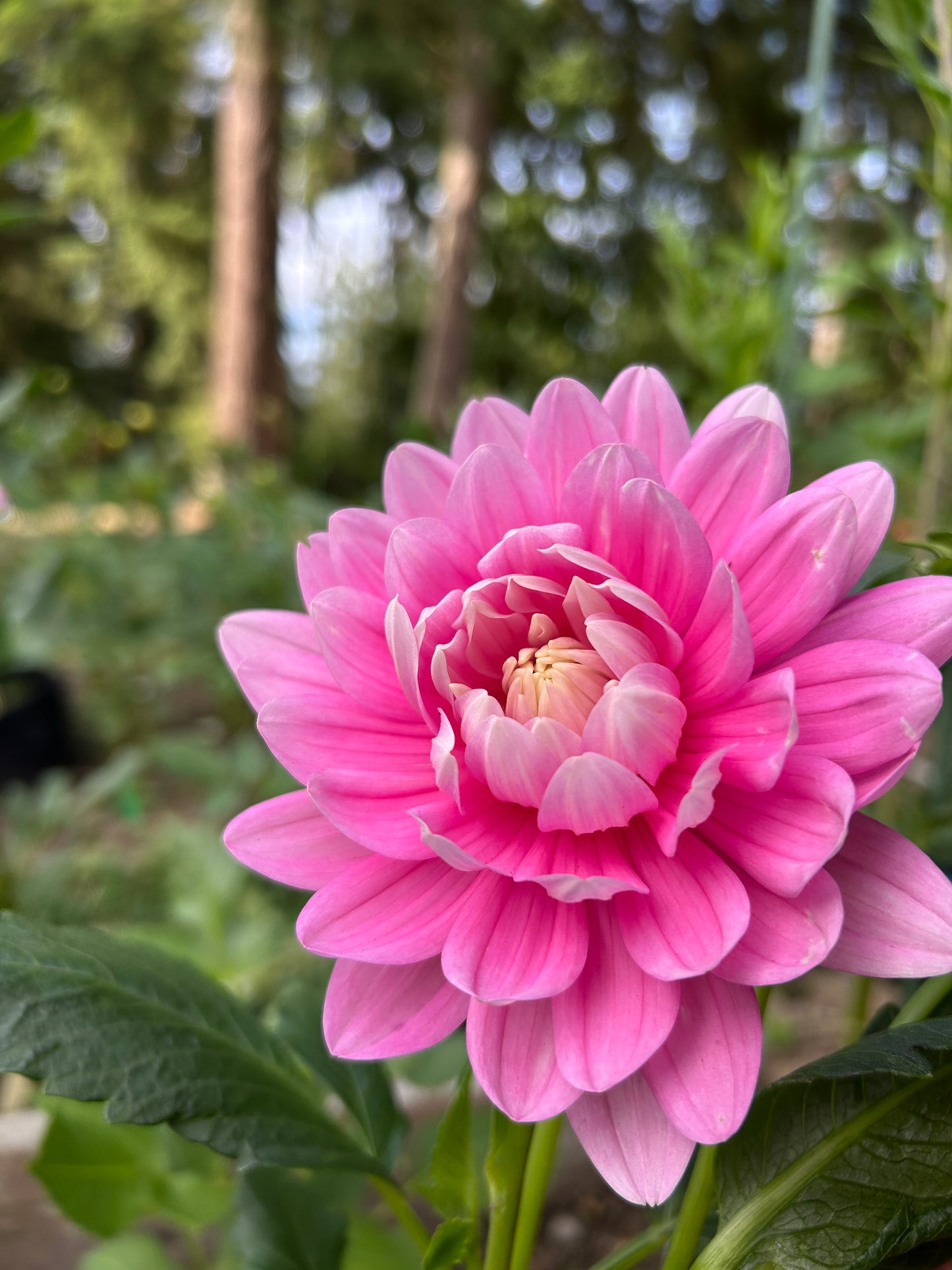 HollyHill Pink Parfait