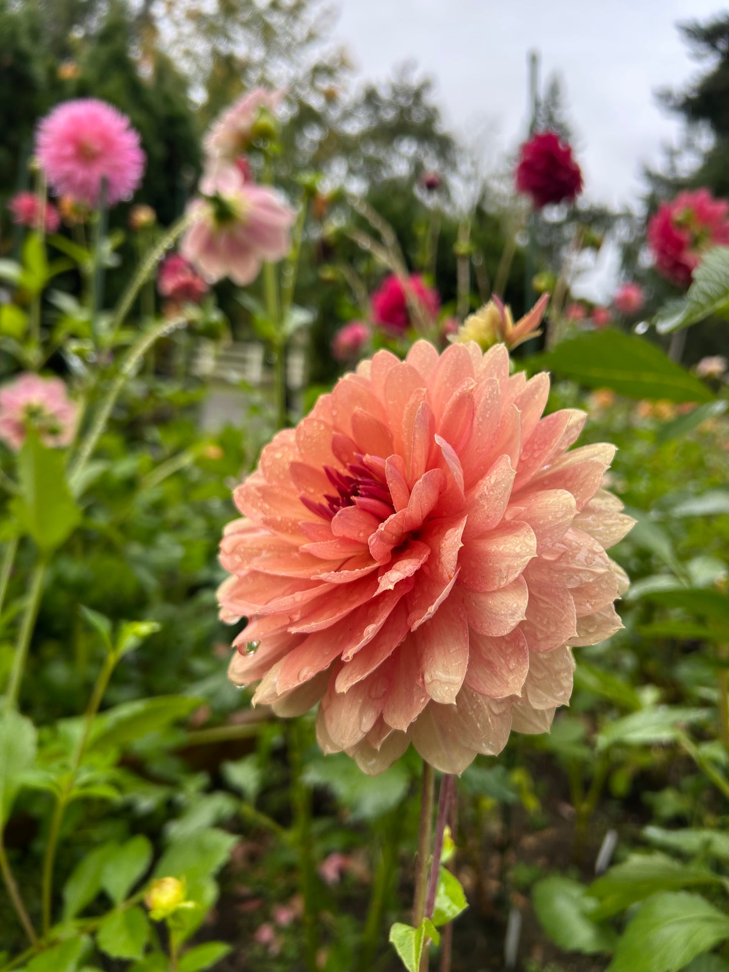 Chateau De La Bourdaisiere