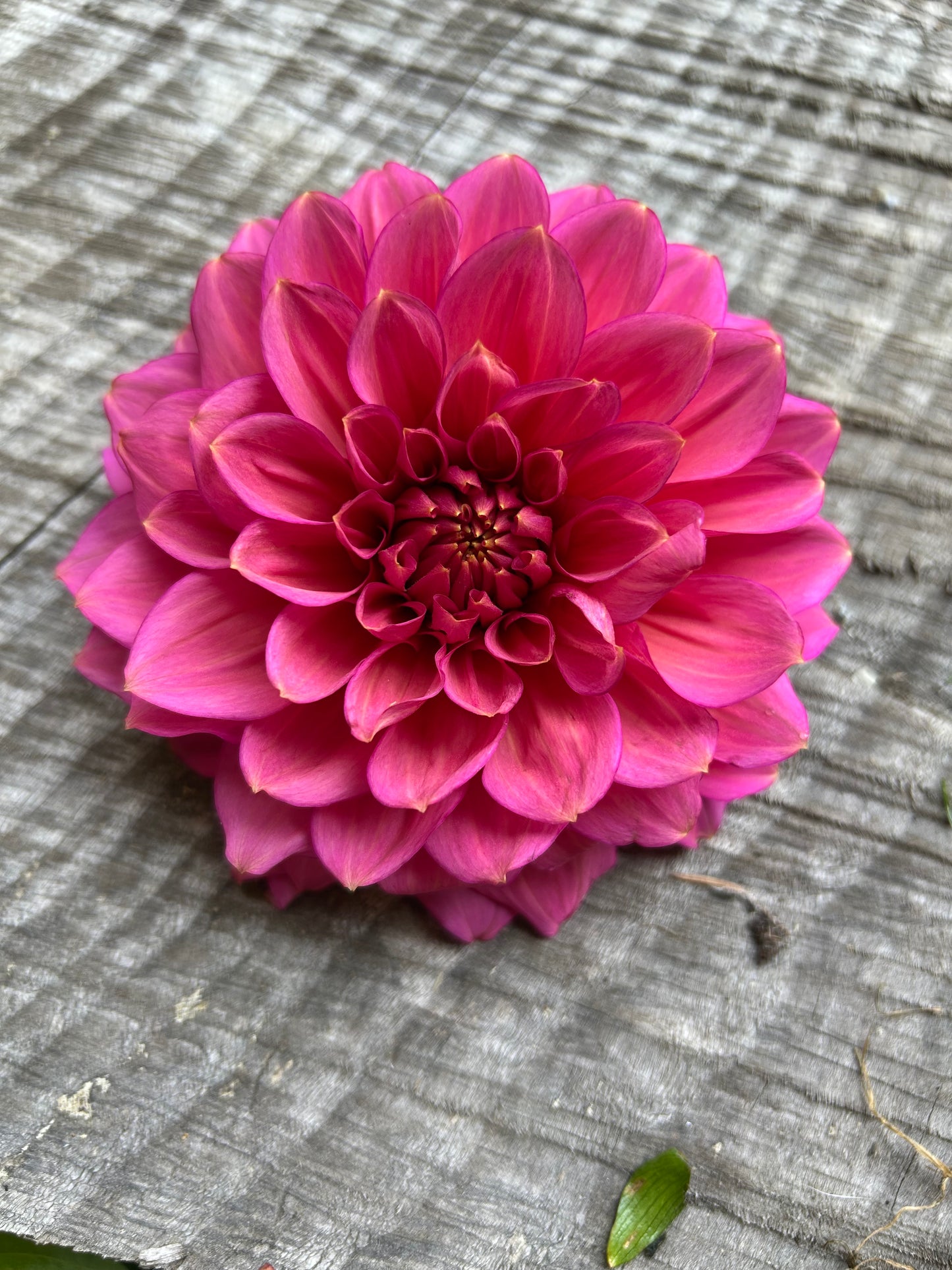Florelie Guava Rooted Cutting