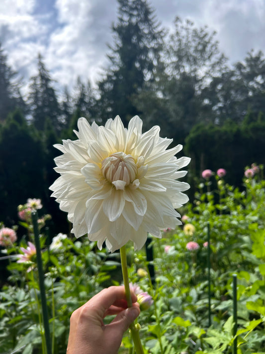 Rogue Starburst