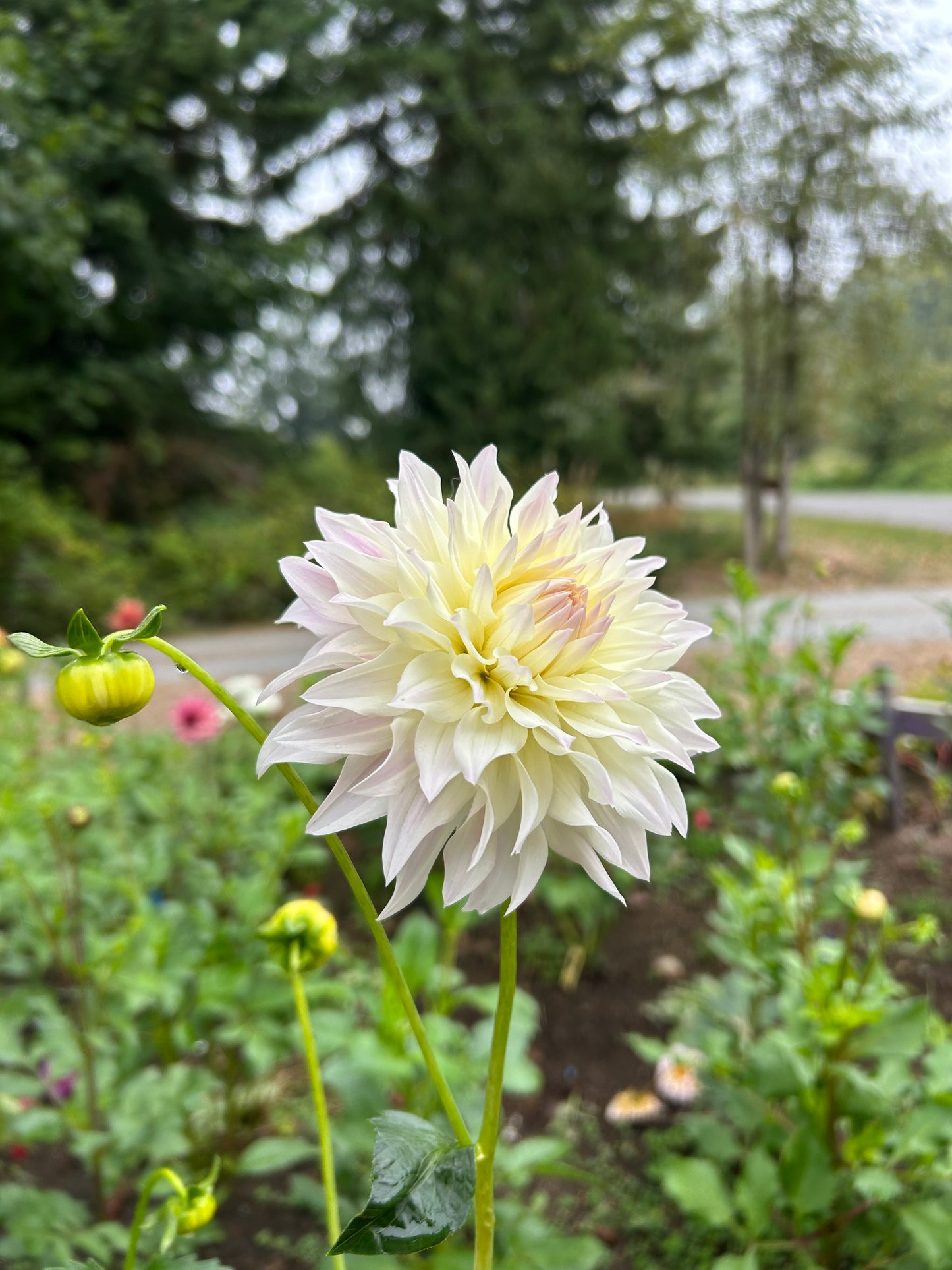 Tahoma Early Dawn ✨A pipers fav✨