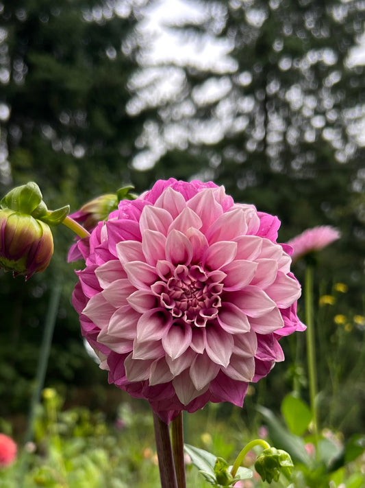 Bells sweet serendipity