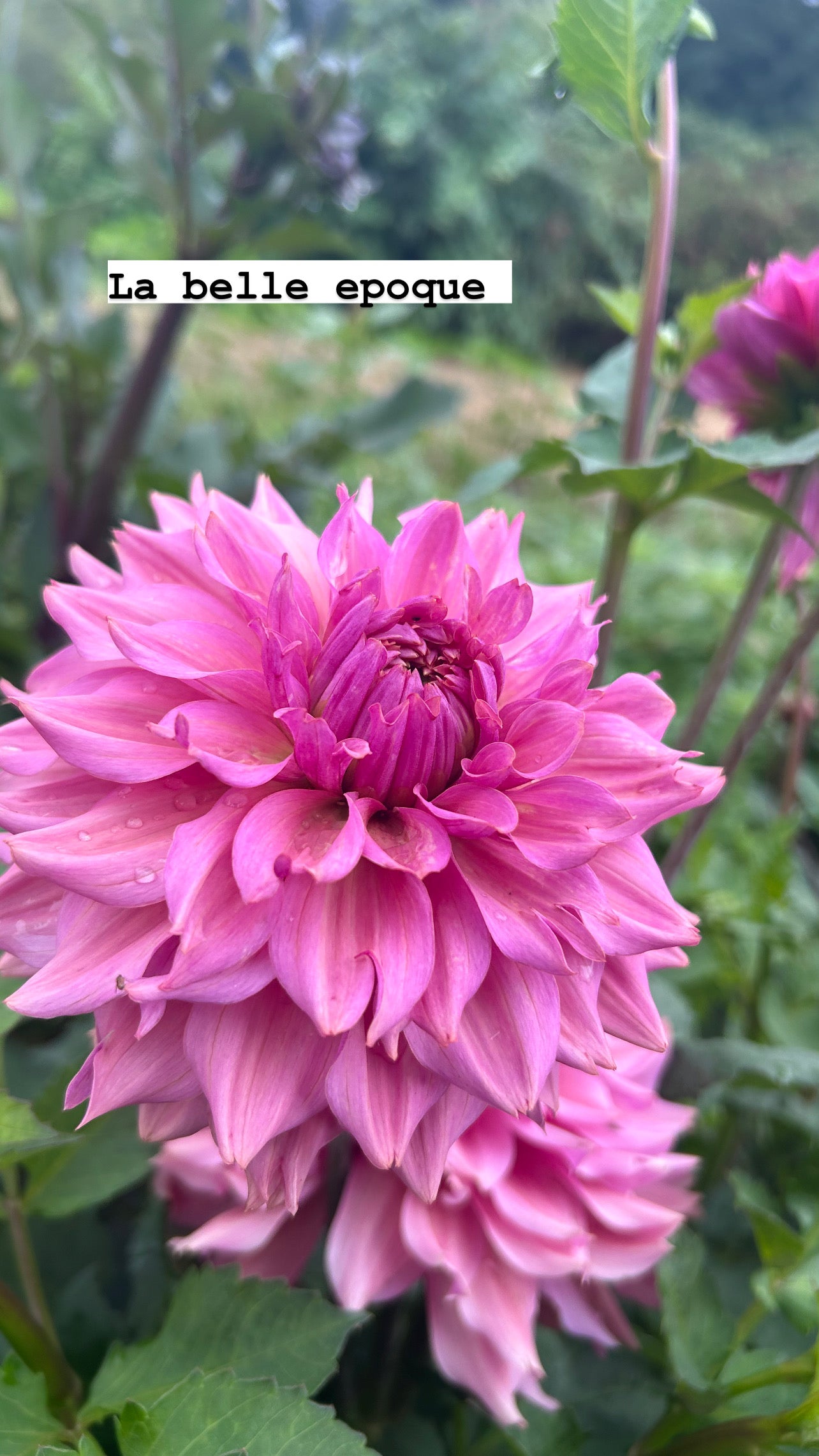 Fall Shipped Rooted Dahlia Cutting- La Belle Epoque