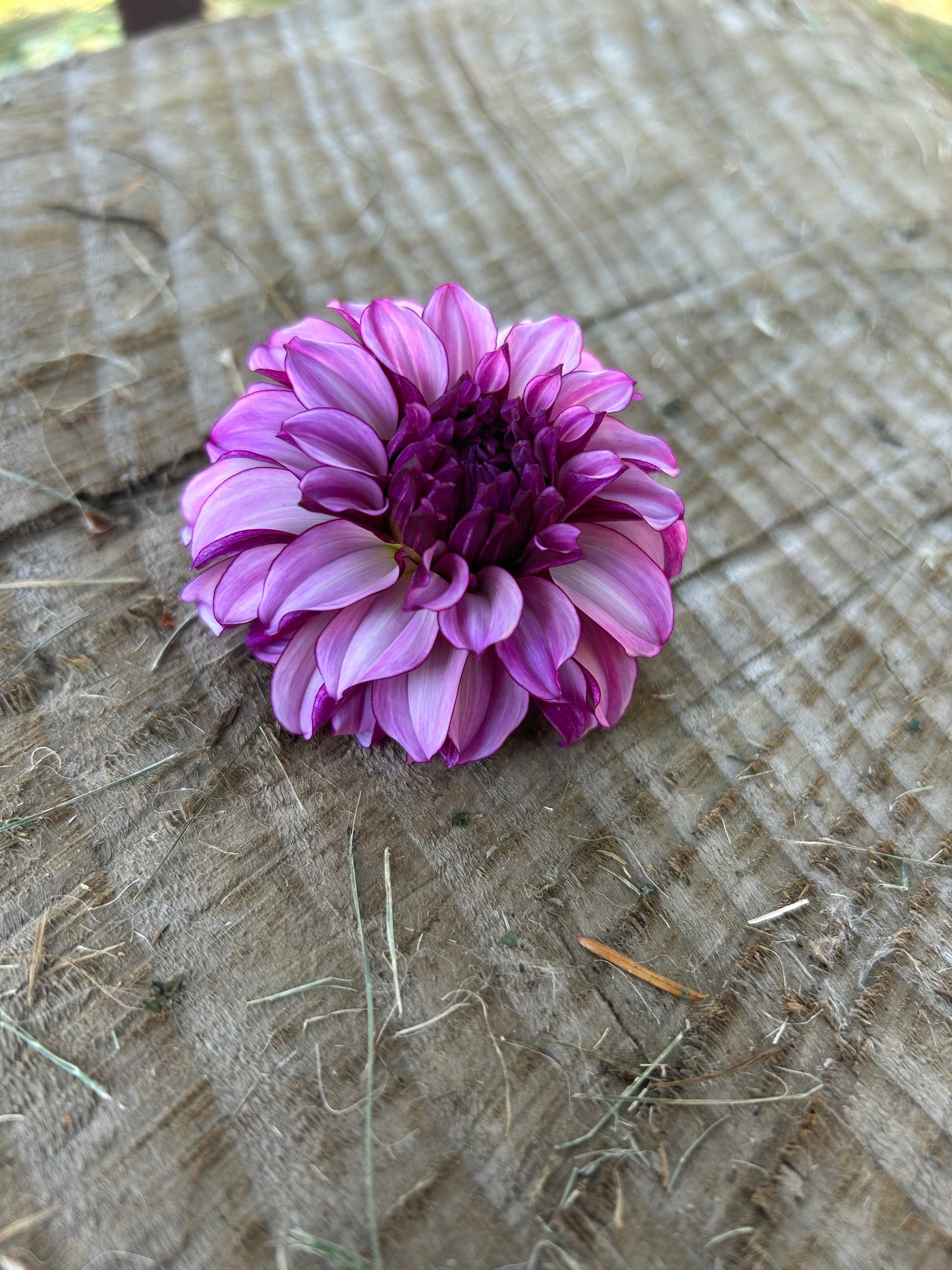 Blueberry Classic 🖤