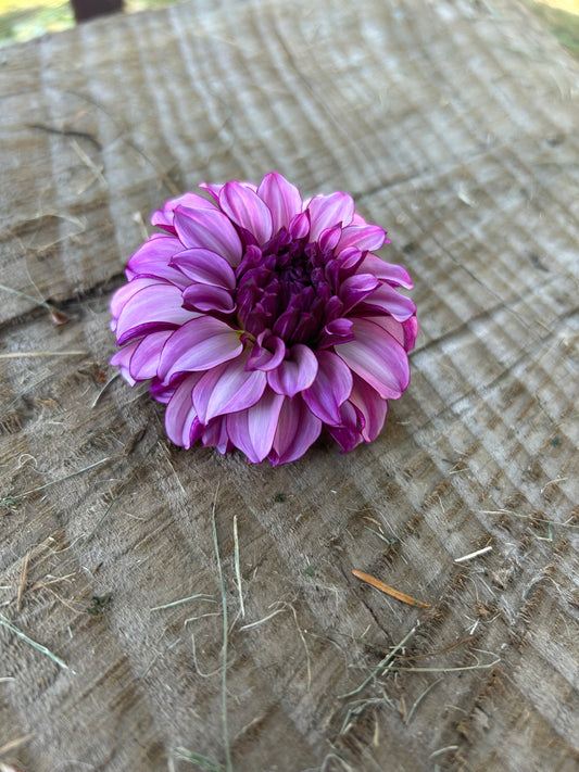 Blueberry Classic 🖤