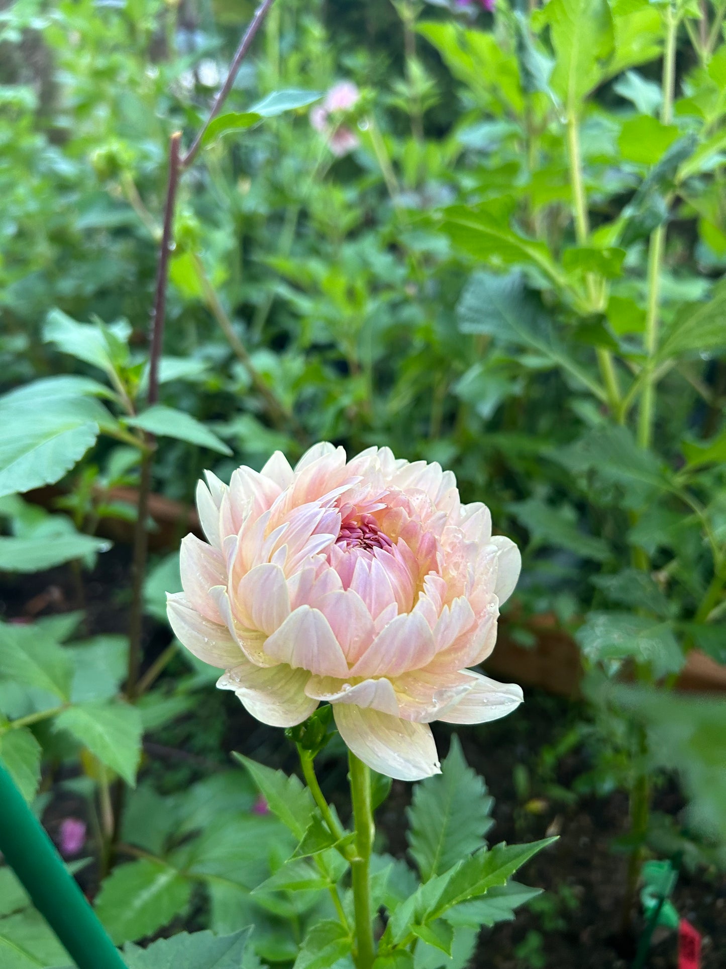 Fall shipped rooted dahlia cutting - Joel’s Favorite