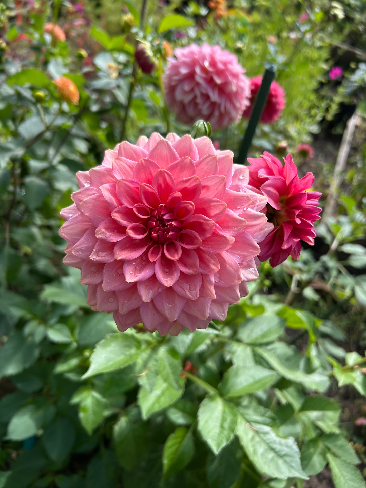 Fall shipped rooted dahlia cutting- Levi’s Dreamwalk