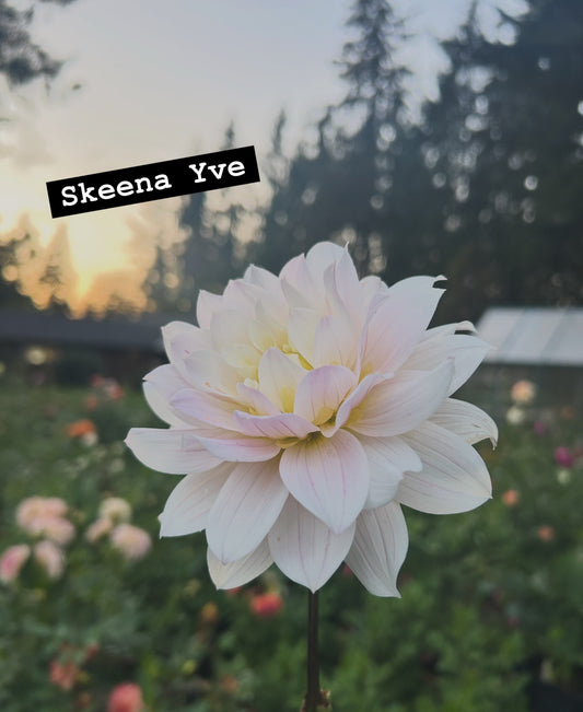 Skeena yve