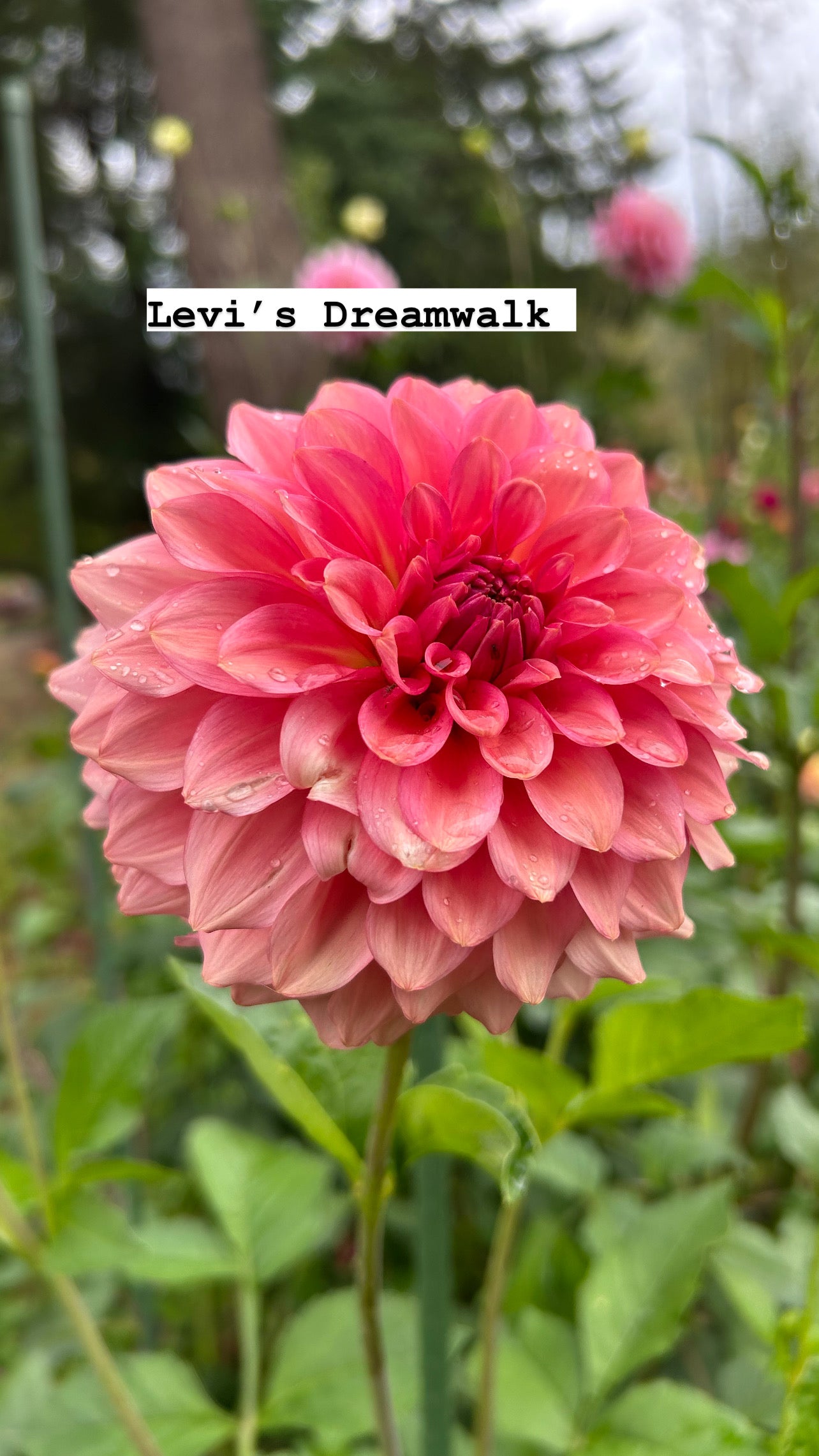 Fall shipped rooted dahlia cutting- Levi’s Dreamwalk