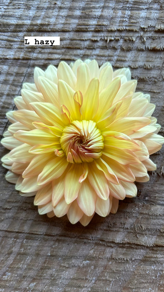 Fall Shipped Rooted Dahlia Cutting- L Hazy
