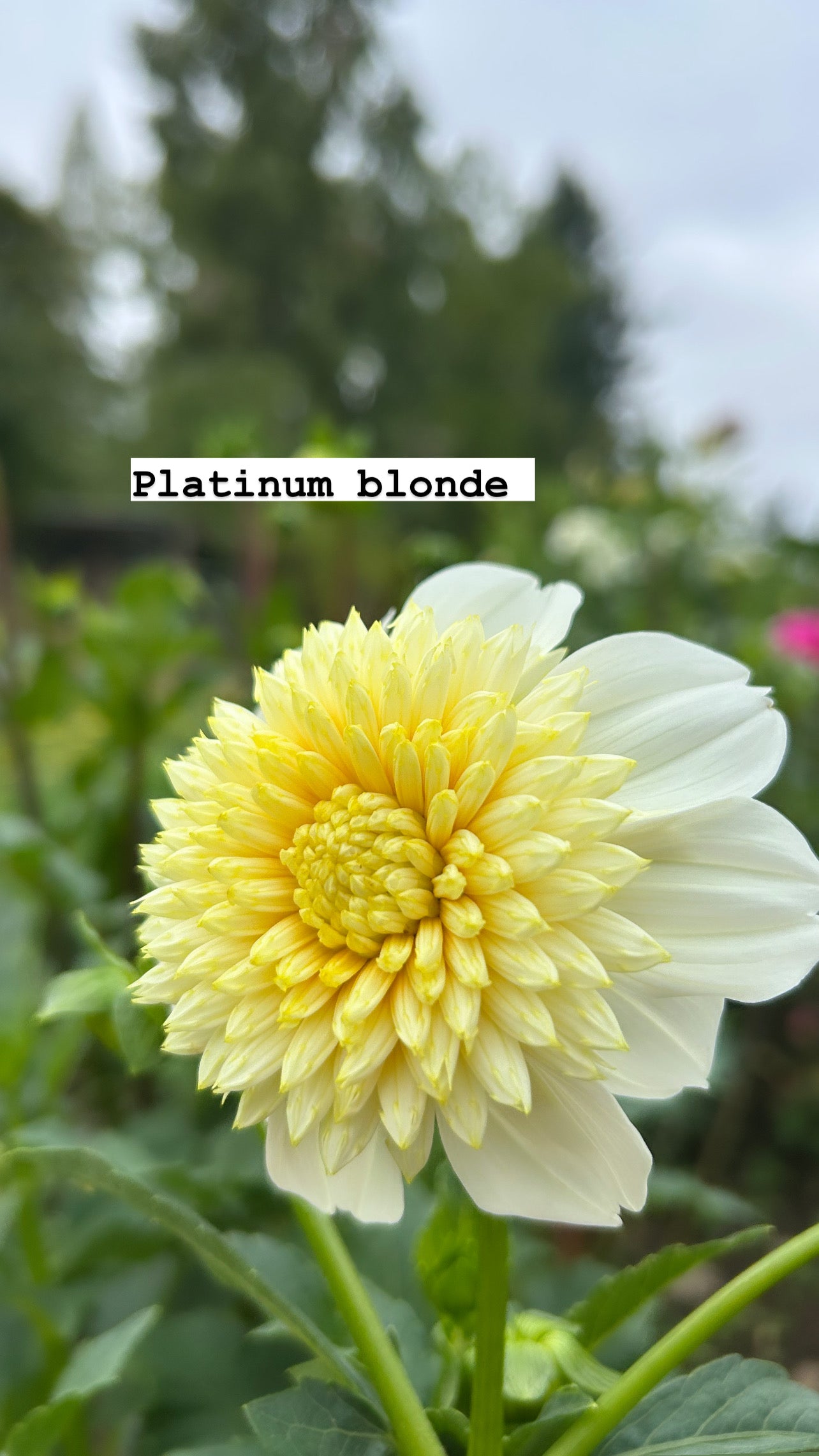 Platinum Blonde